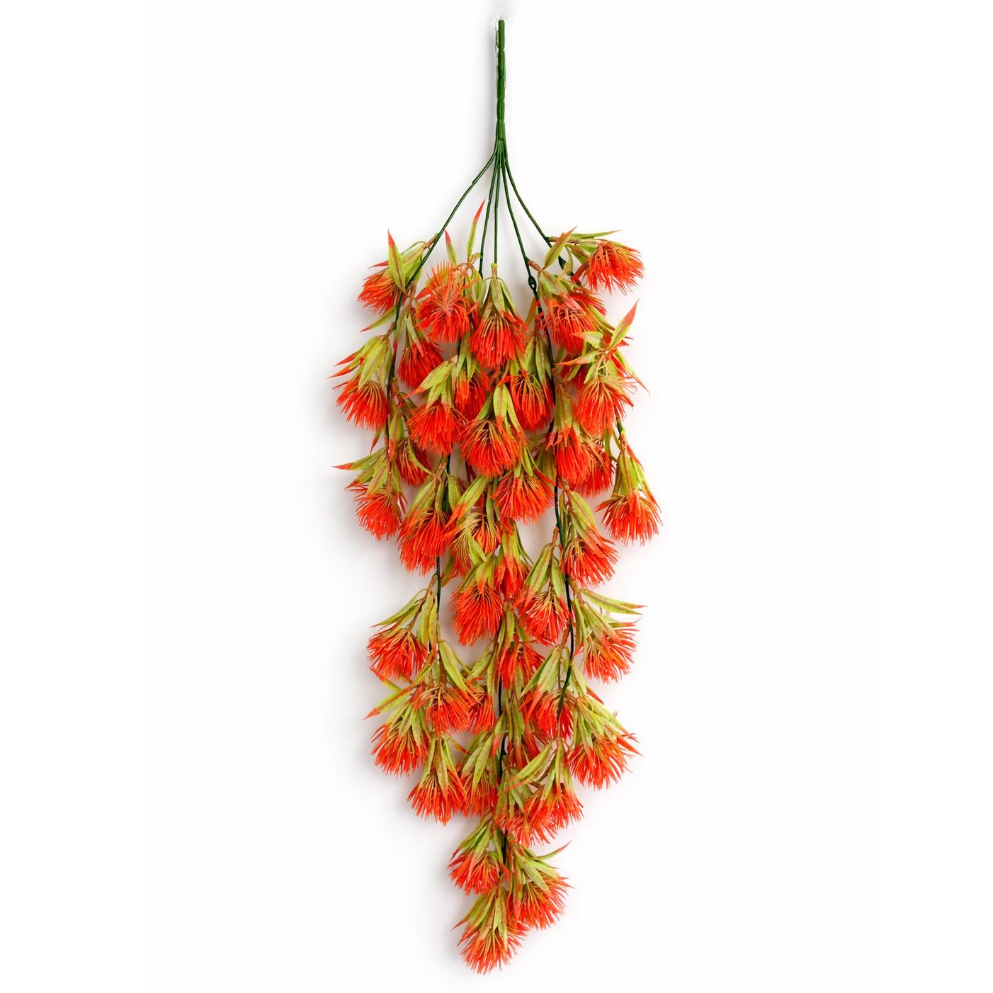 Red thistle trailing hanging plant - Single Plant