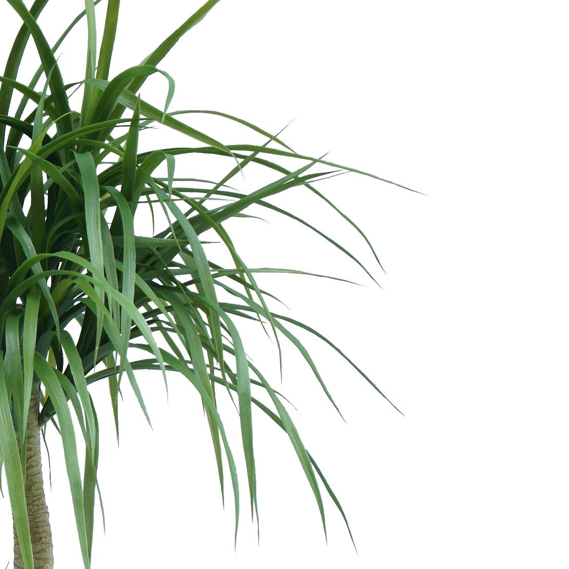120cm Dracaena Realistic Artificial Tree