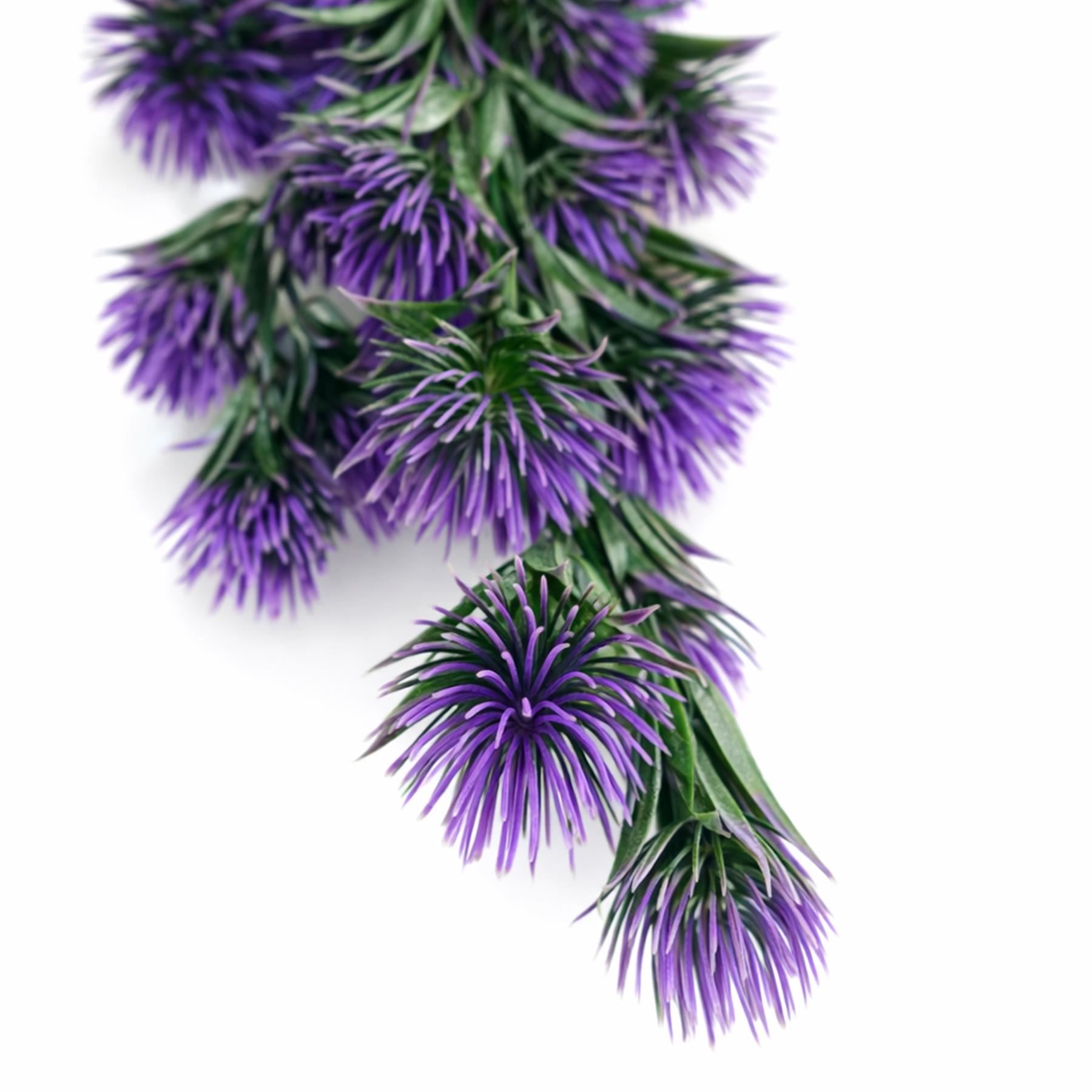 Purple thistle trailing hanging plant