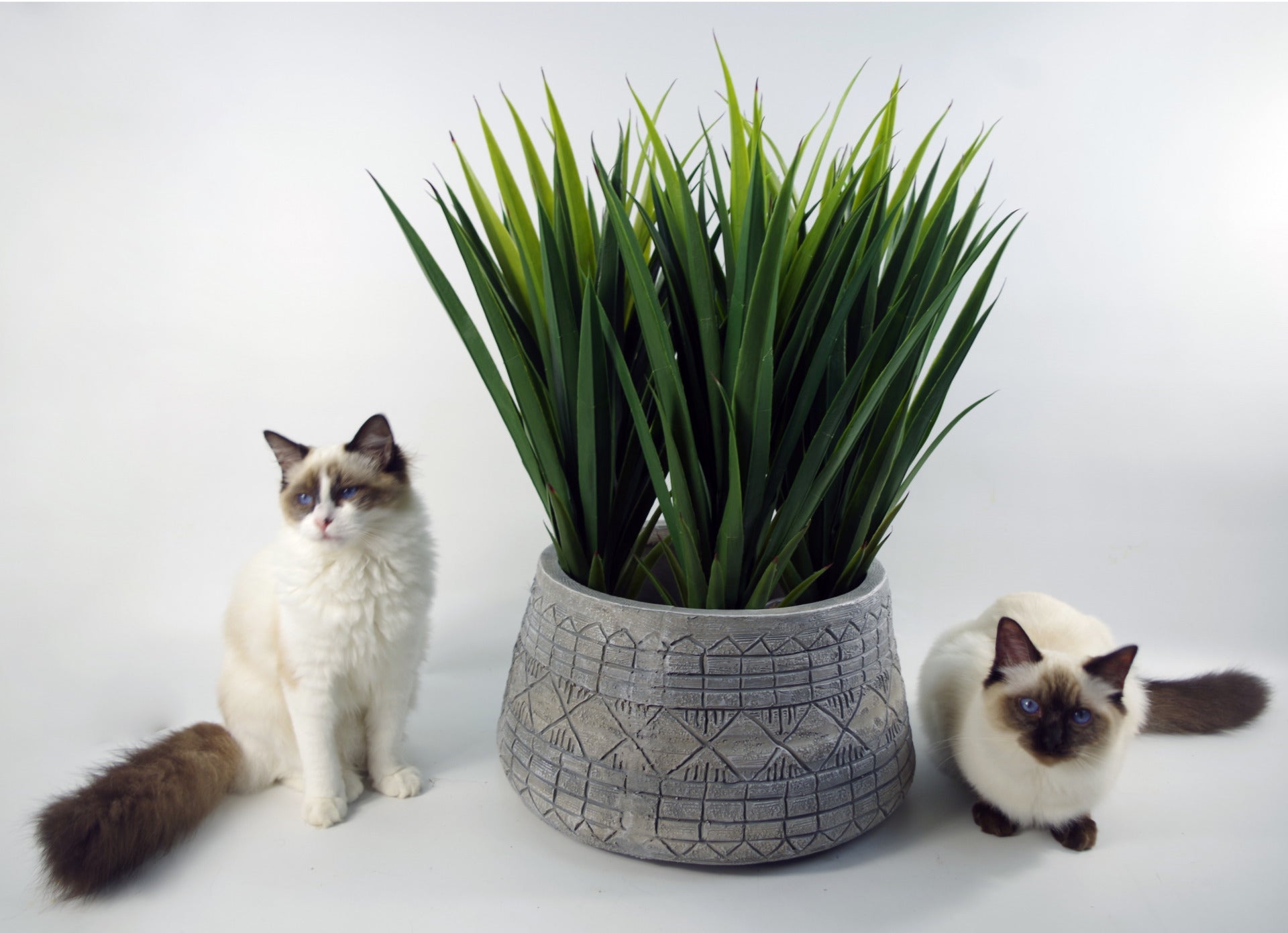 22cm x 37cm Large Grey Gliese Embossed Planter