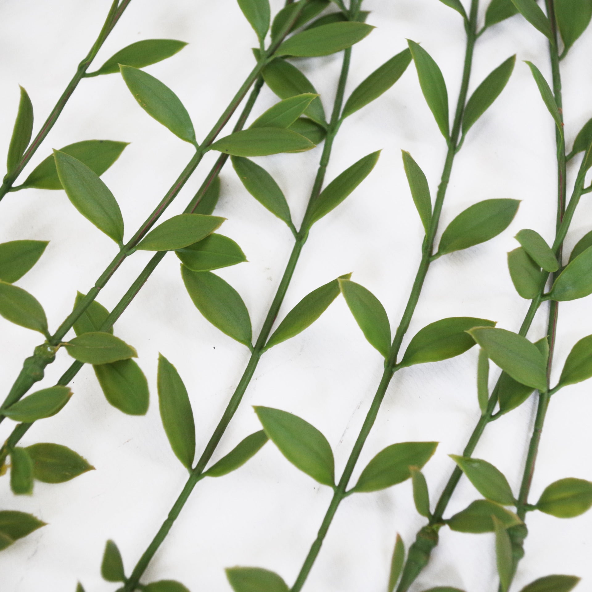 120cm Artificial Hanging String of Pearls Trailing Plant