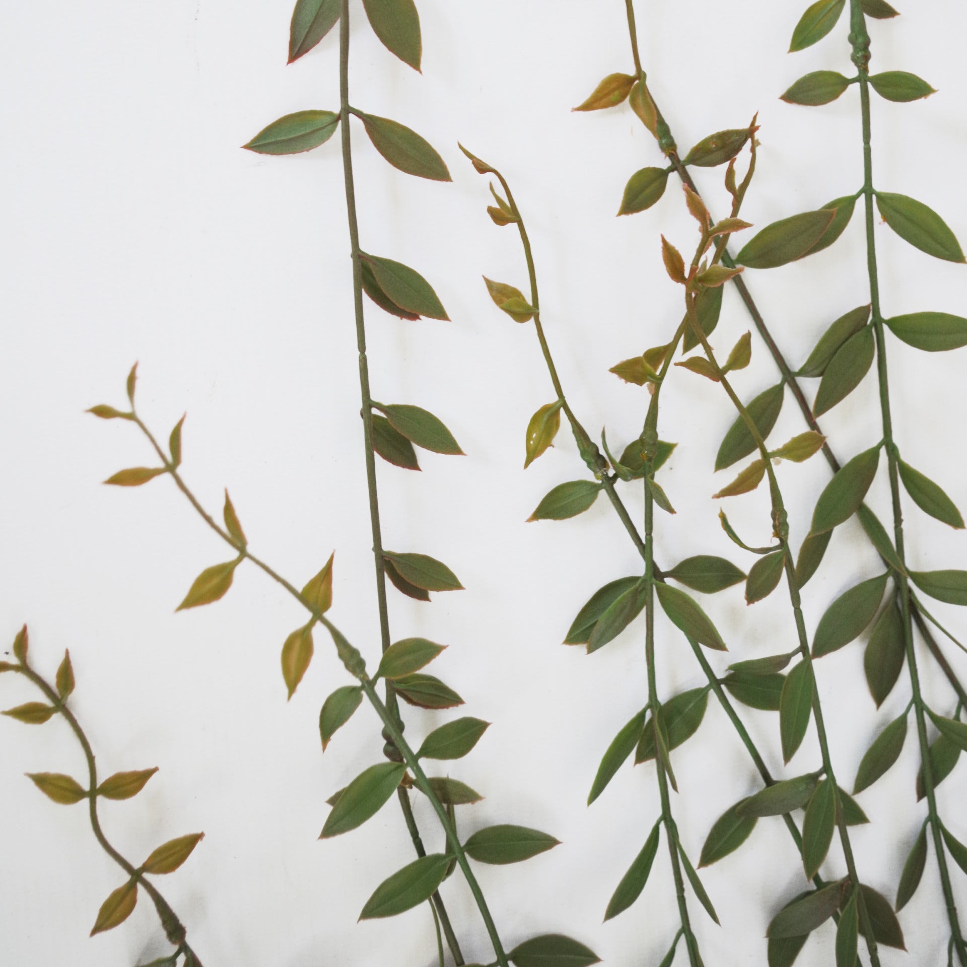 120cm Artificial Hanging String of Pearls Trailing Plant