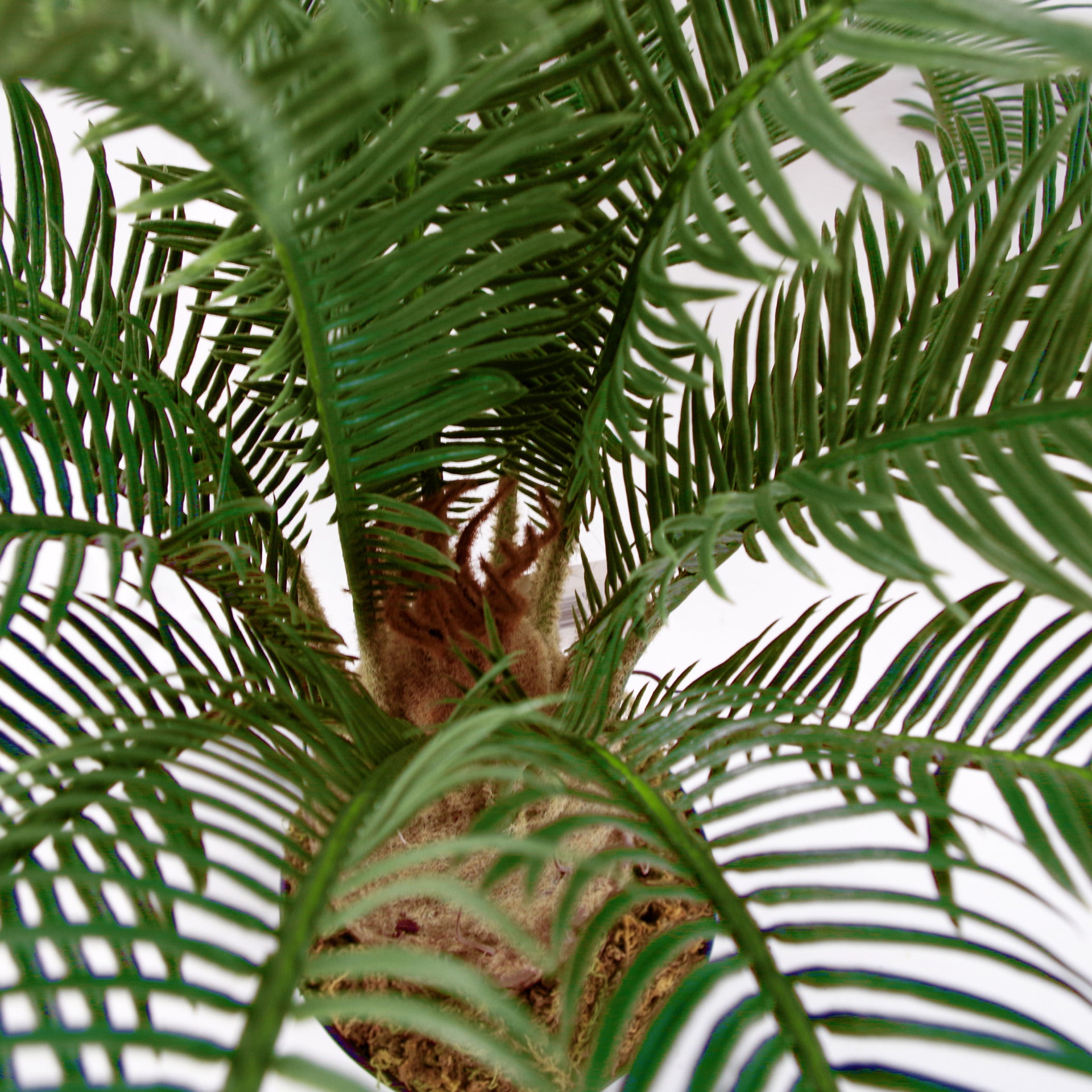 Artificial Tropical Cycas Palm Plant