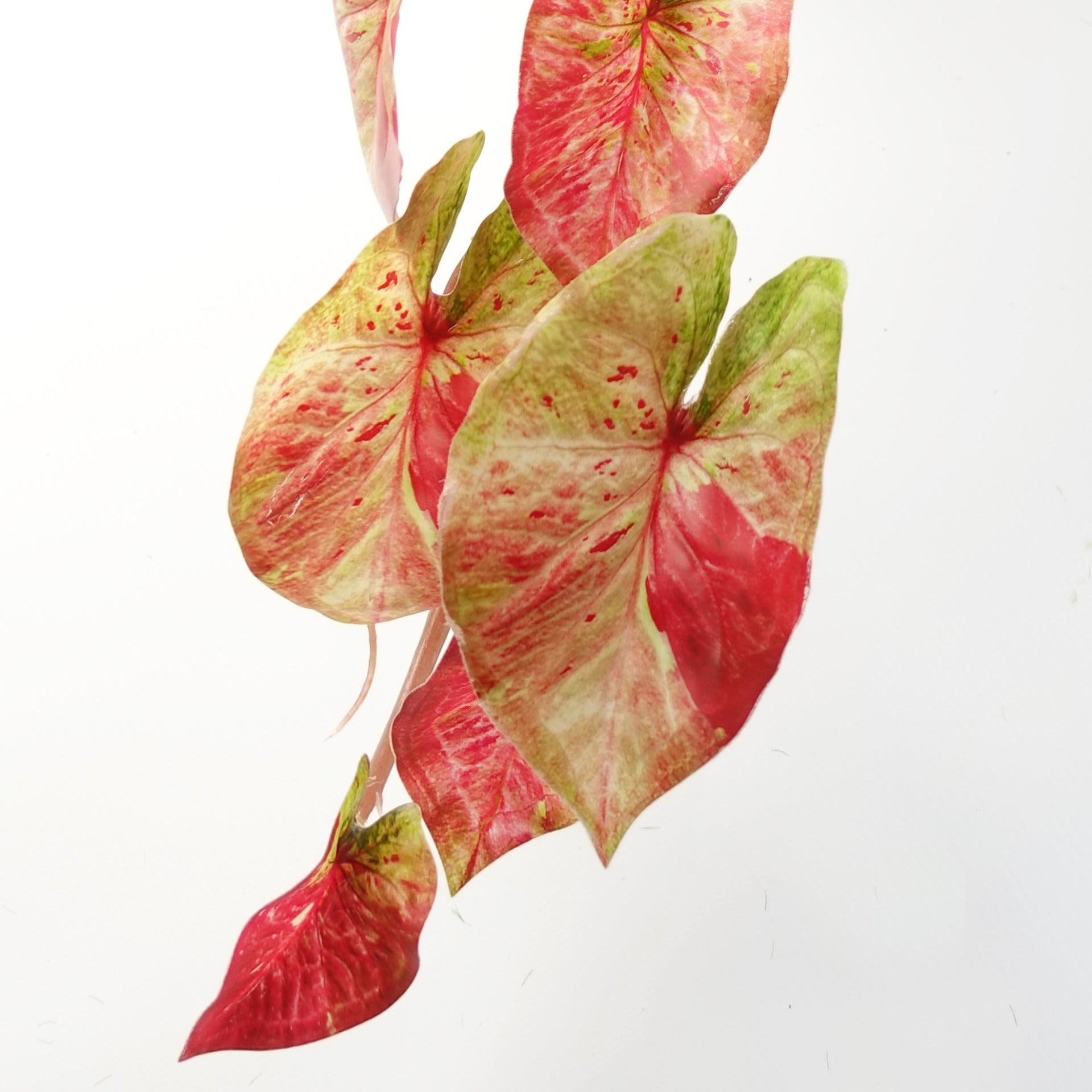 35cm Künstliche Hängepflanze Caladium Pink Splash