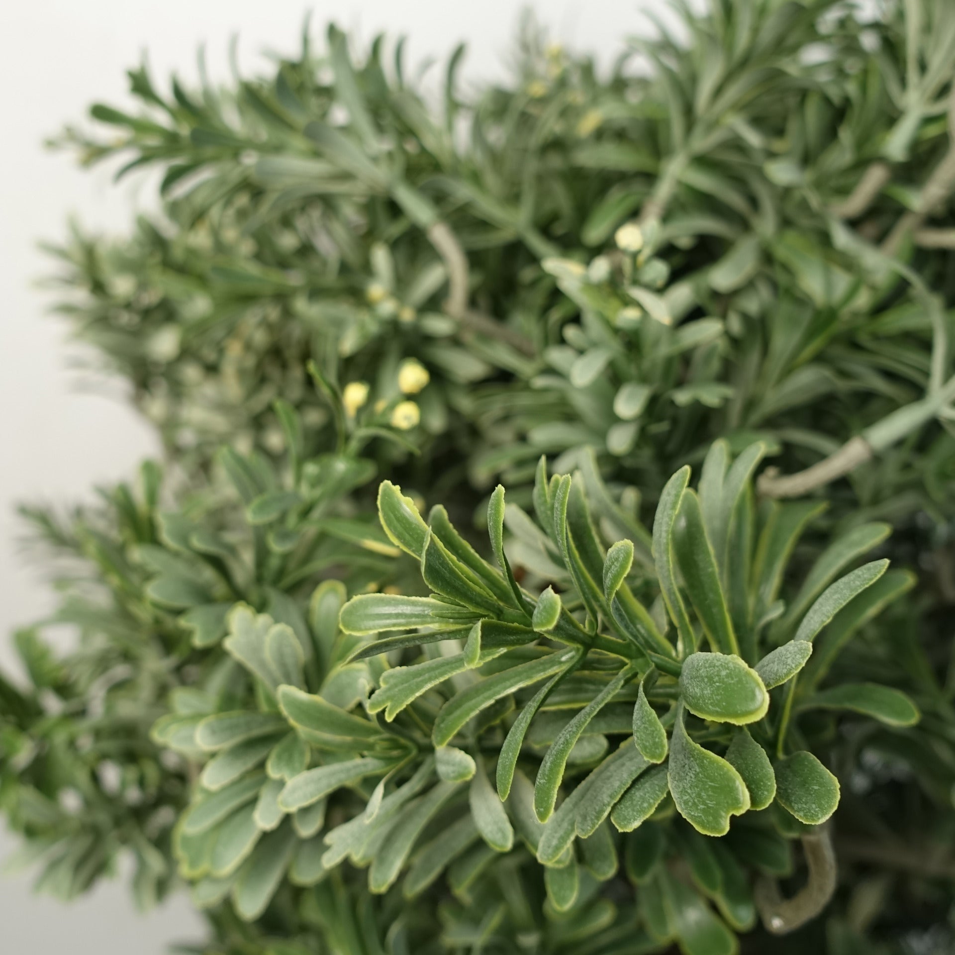 Artificial Topiary Artemisa Plant