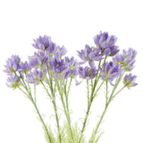 60cm Faux Starflower Stem - 5 Flowers