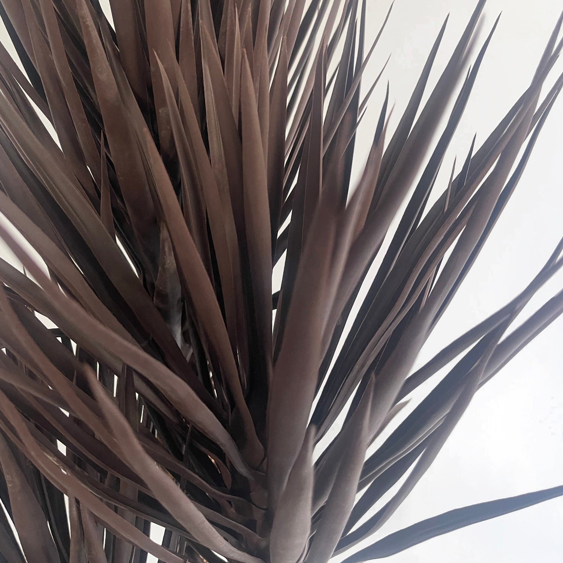 155cm Artificial UV Resistant XL Triple Yucca Tree Plant Spiky Tree Triple Dark