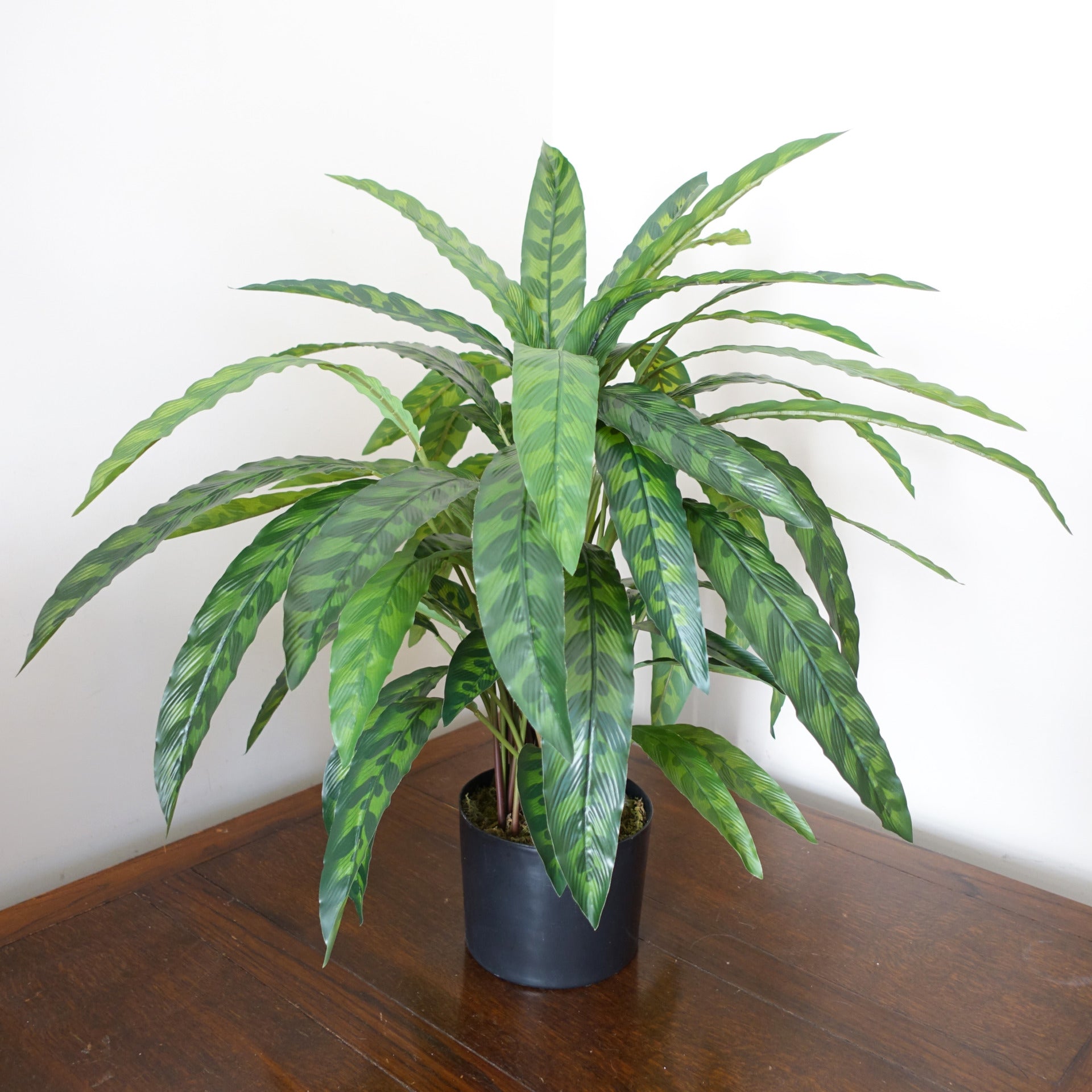 60cm Variegated Artificial Calathea Plant