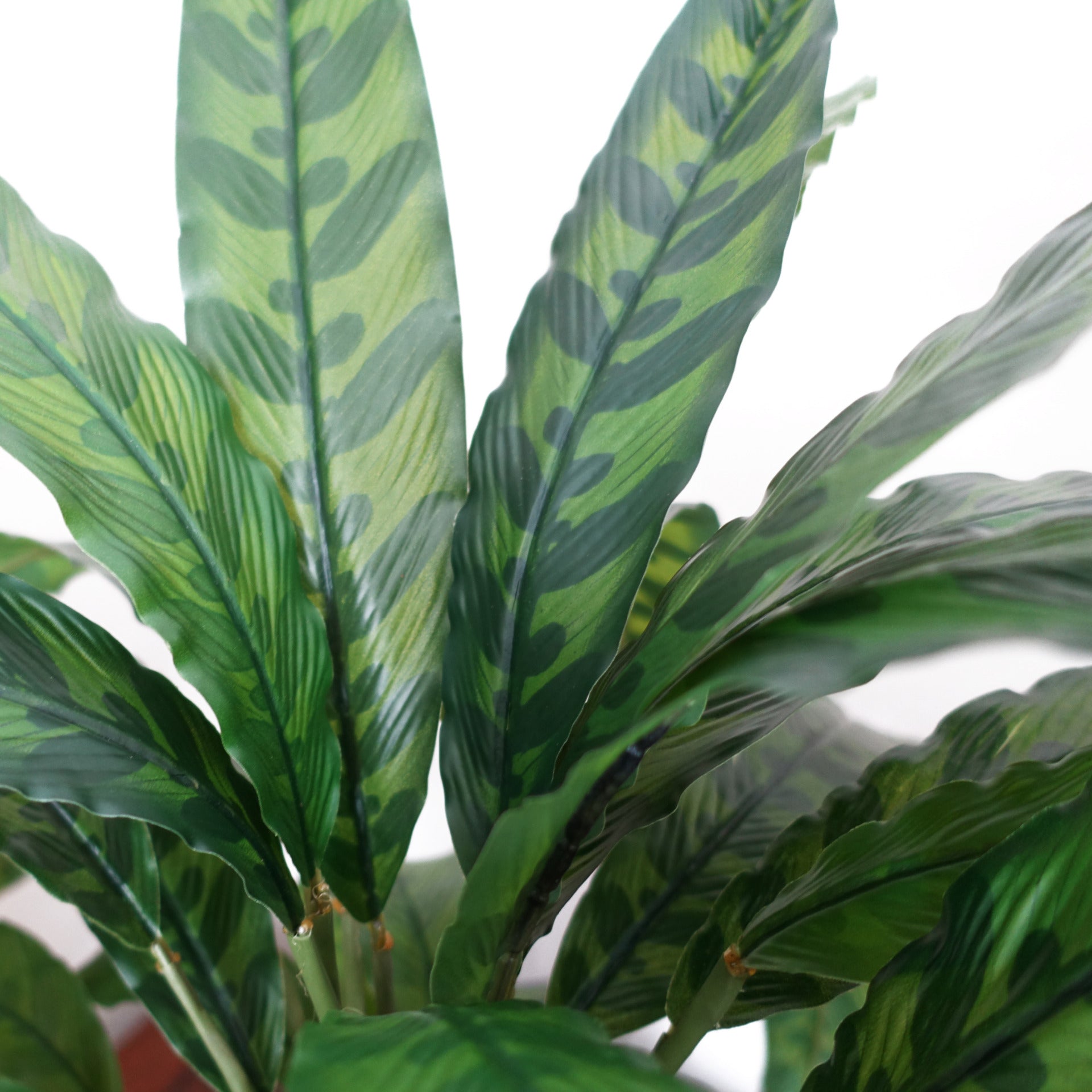 60cm Variegated Artificial Calathea Plant