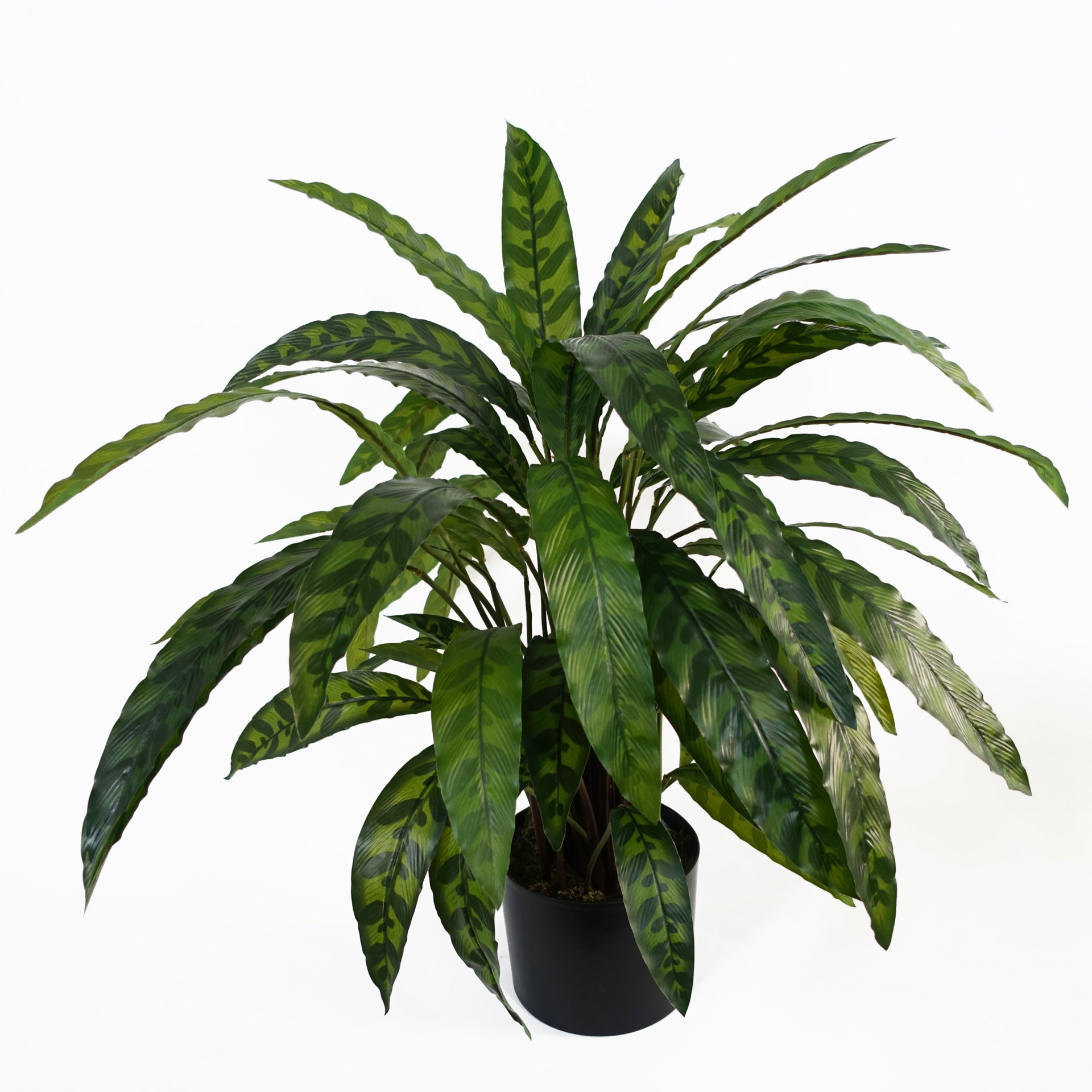 60cm Variegated Artificial Calathea Plant