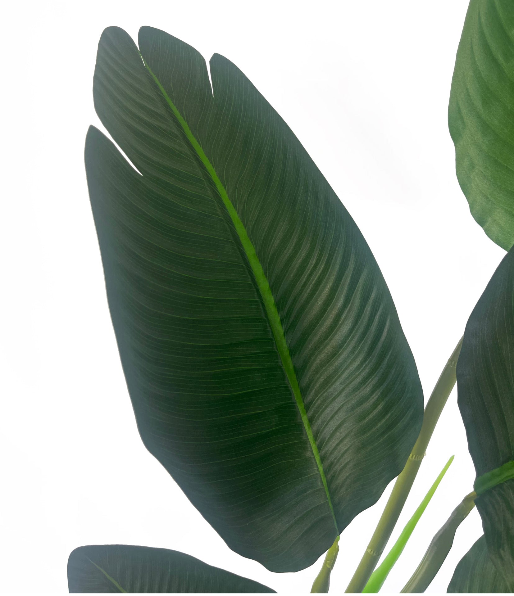 120cm UV Resistant Traveller Banana Palm Tree