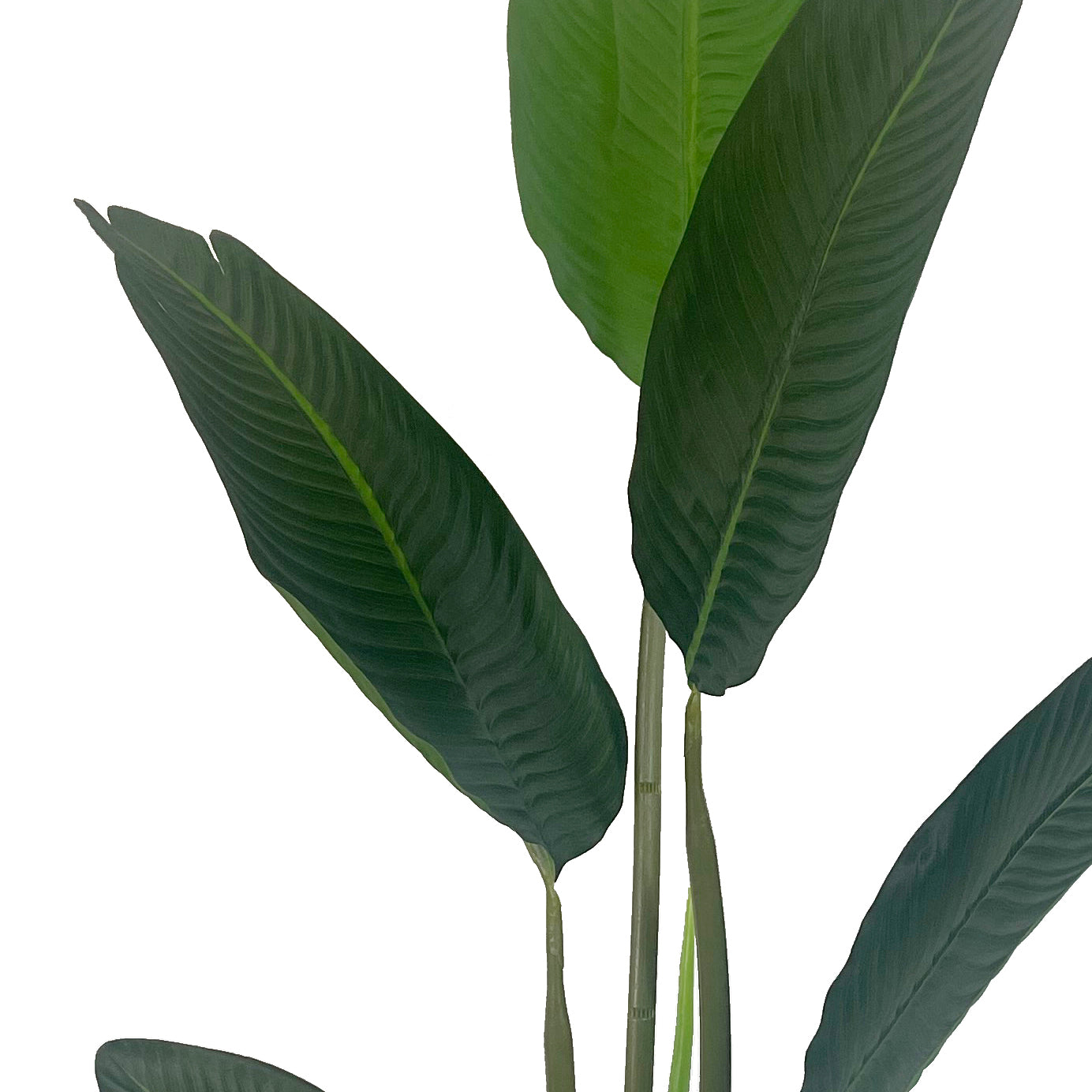 120cm UV Resistant Traveller Banana Palm Tree