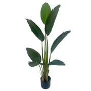 120cm UV Resistant Traveller Banana Palm Tree