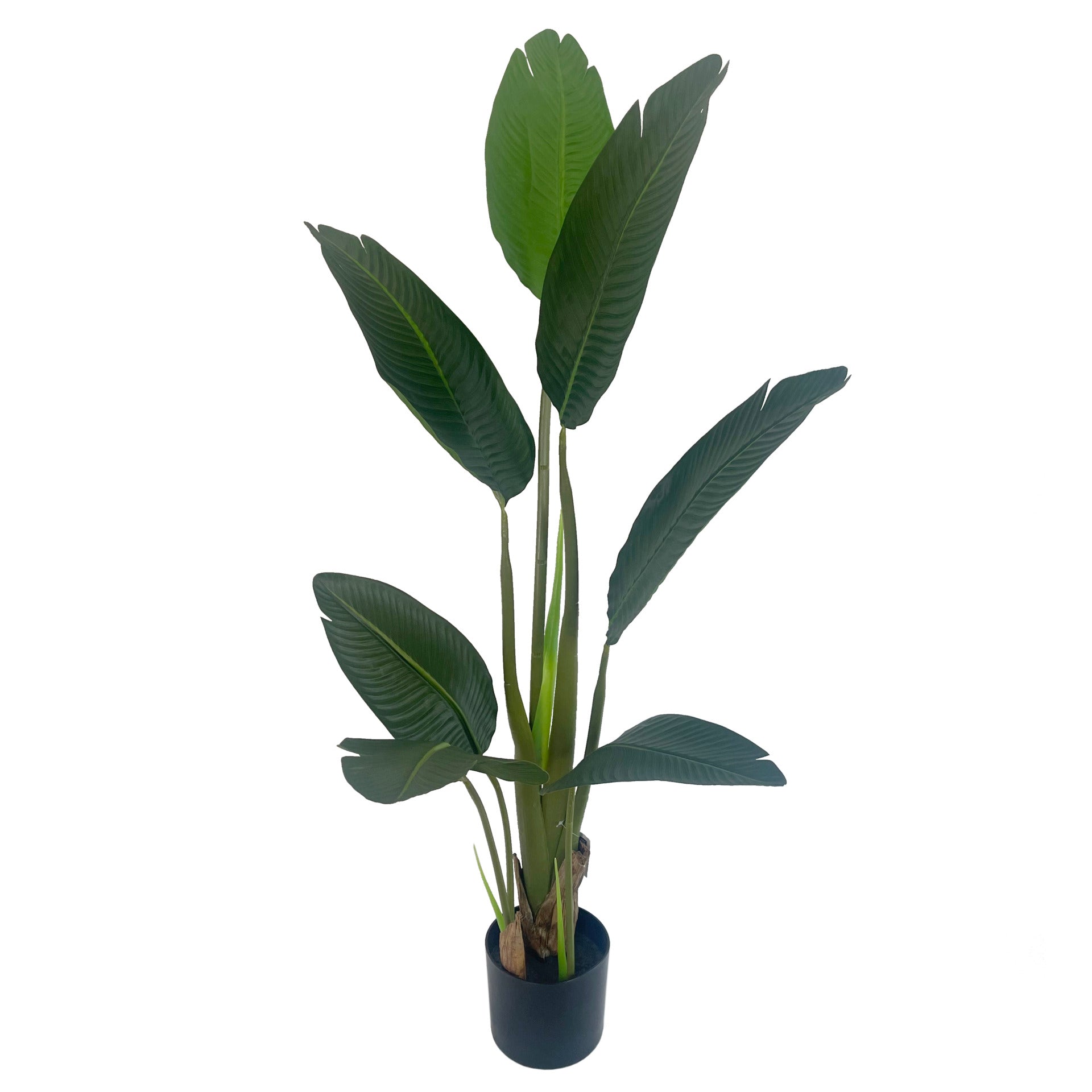 120cm UV Resistant Traveller Banana Palm Tree