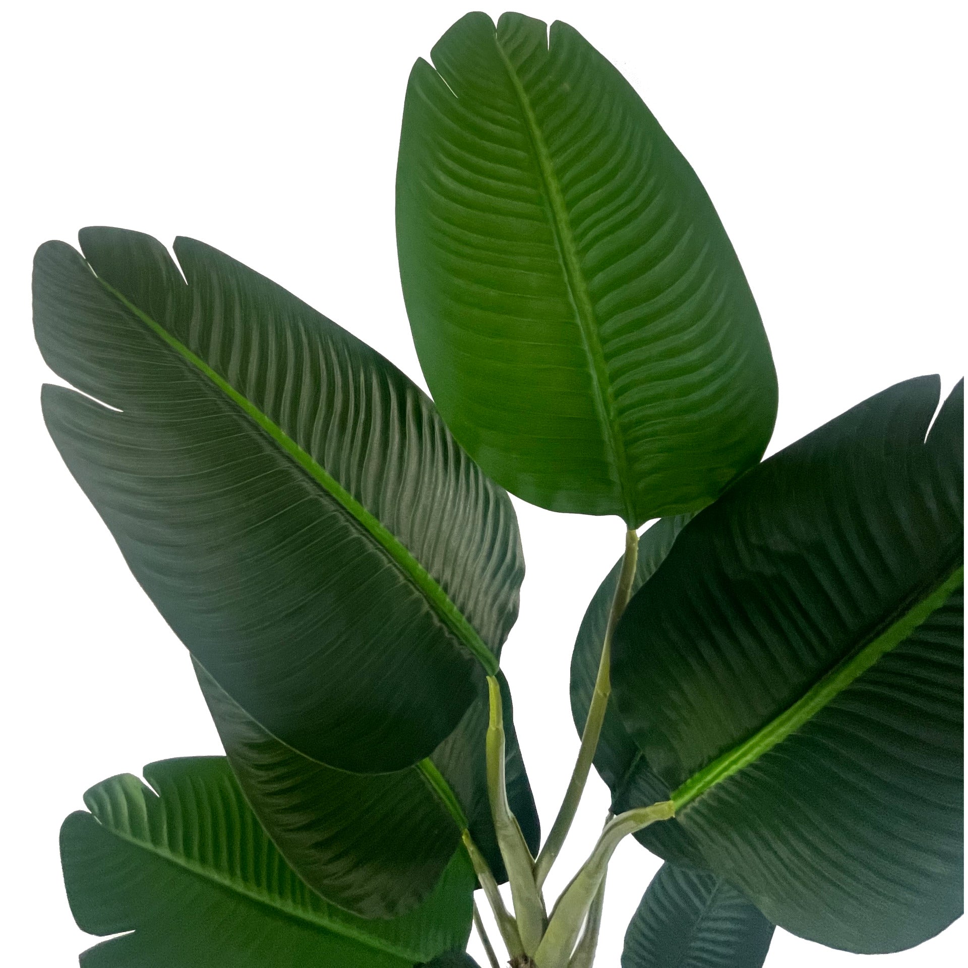 150cm UV Resistant Traveller Banana Palm Tree