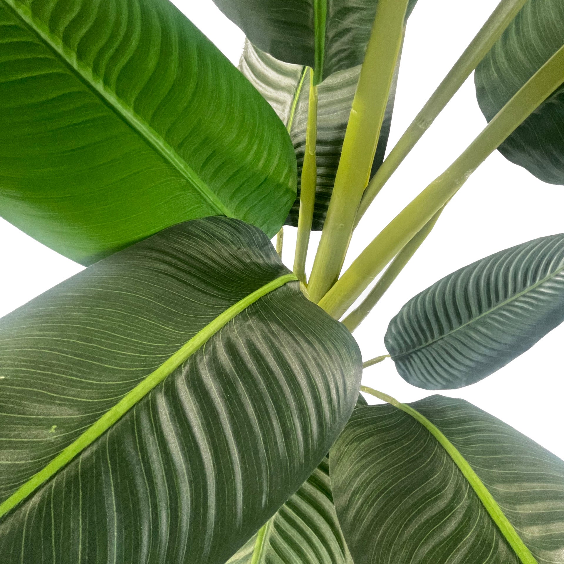 150cm UV Resistant Traveller Banana Palm Tree