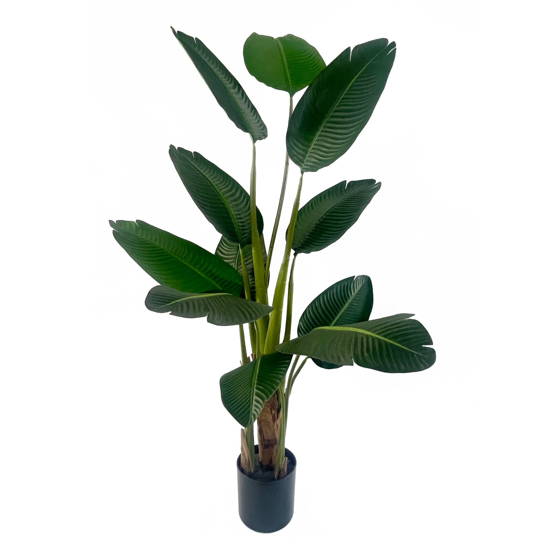 150cm UV Resistant Traveller Banana Palm Tree
