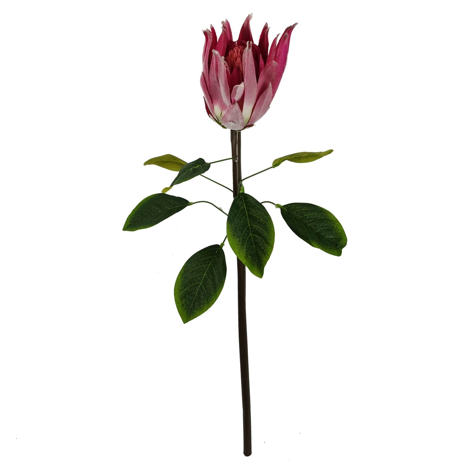 65cm Artificial Protea Sugarbush Flower Stem