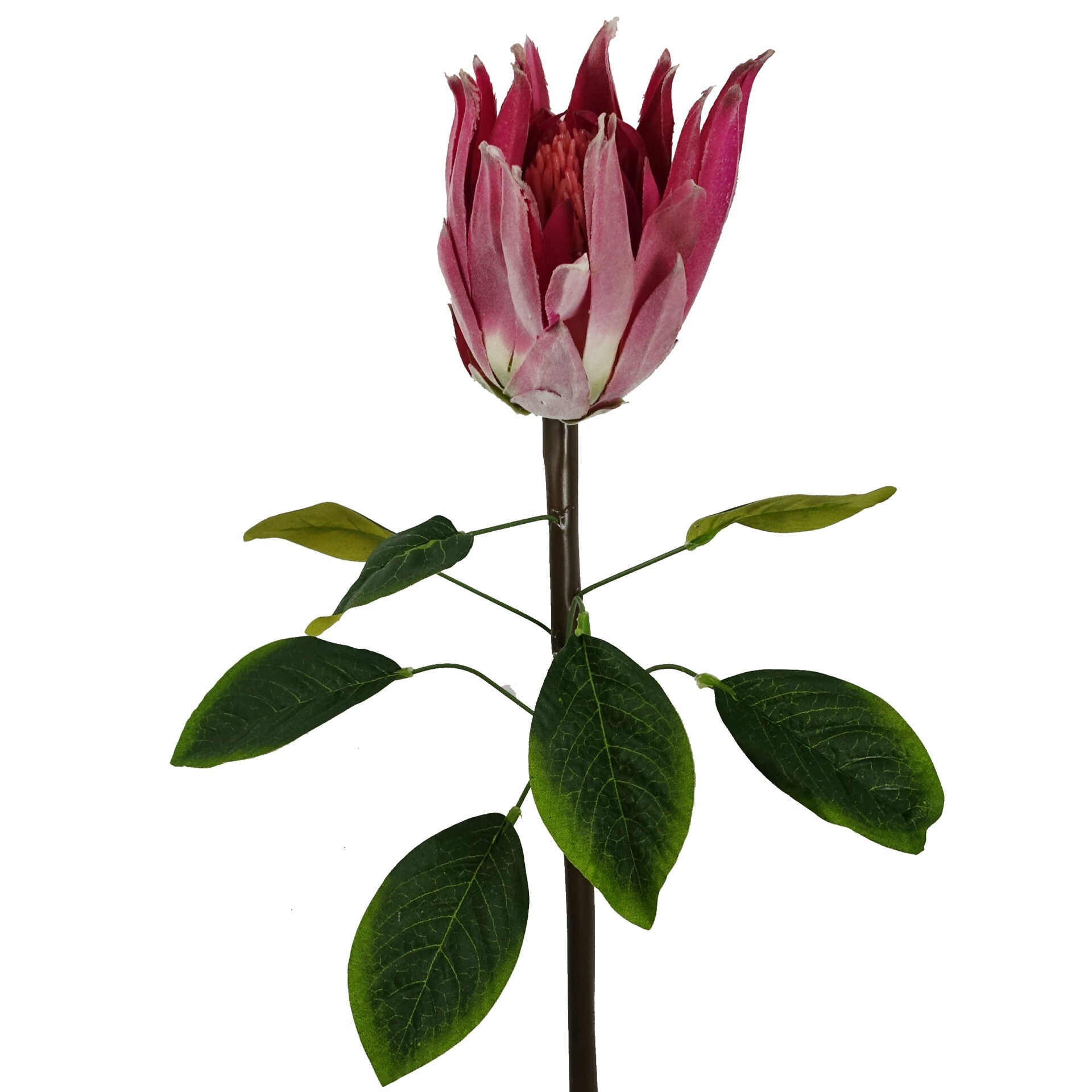 65cm Artificial Protea Sugarbush Flower Stem