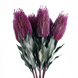 75cm Banksia Menziesii Faux Flower Stem Artificial