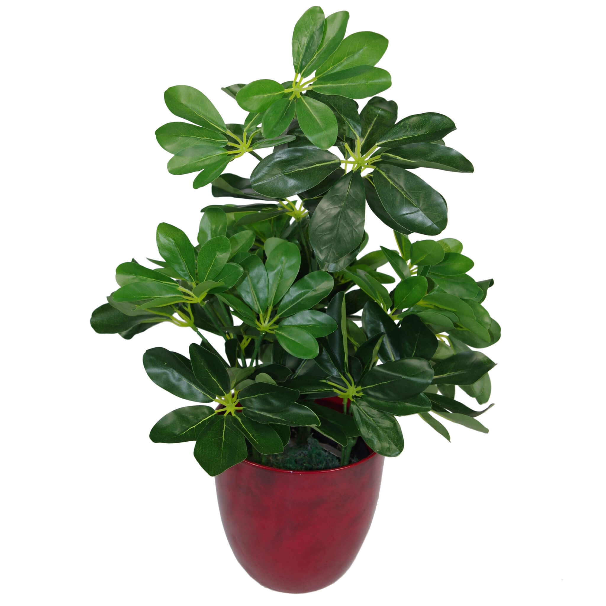 55cm Green Artificial Schefflera Arboricola Plant