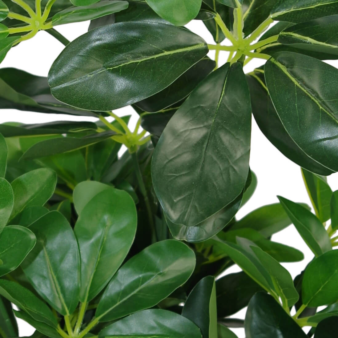 55cm Green Artificial Schefflera Arboricola Plant