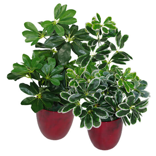 55cm Green Artificial Schefflera Arboricola Plant