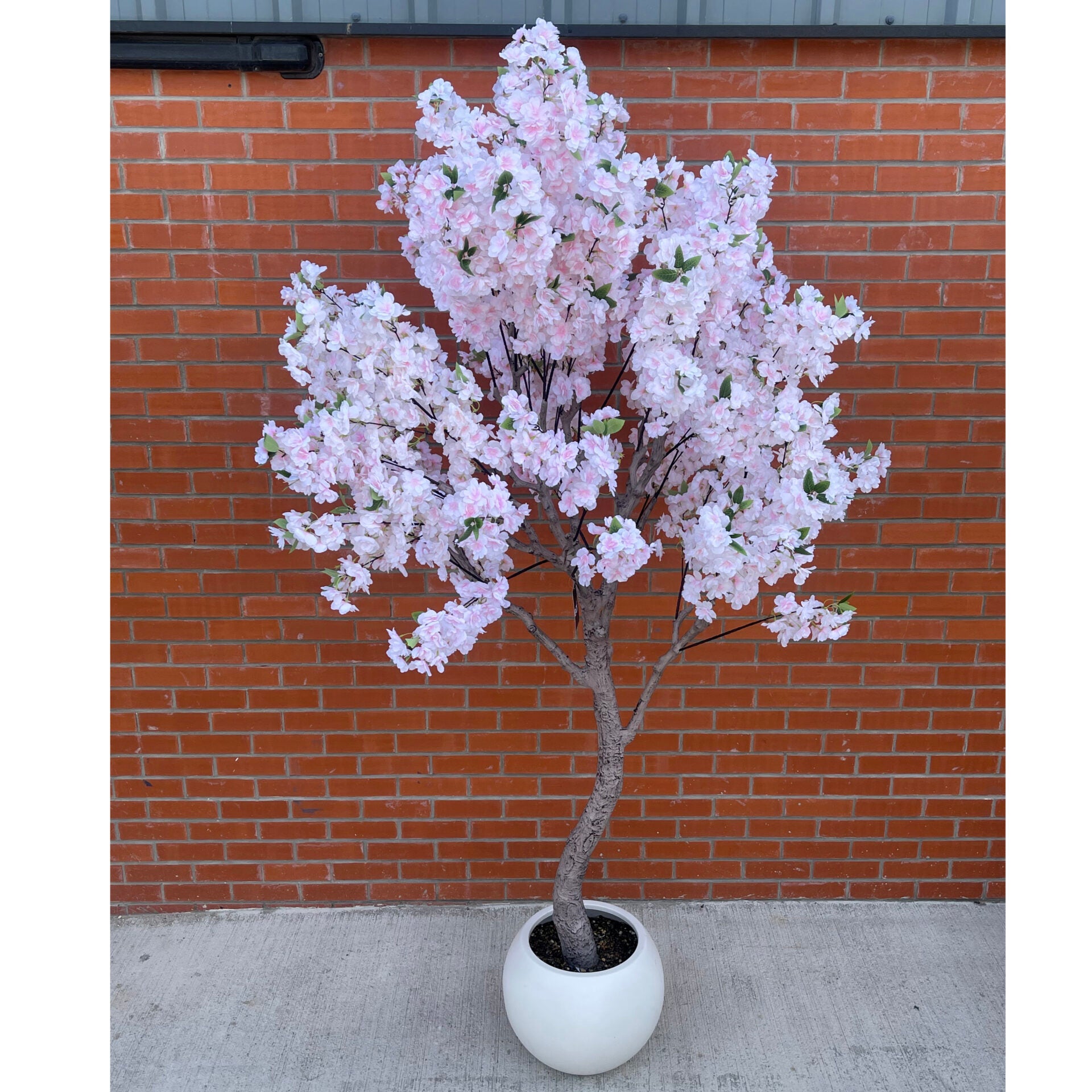 XXL Cherry Blossom Tree 2.6m (260cm) With Decorative Planter