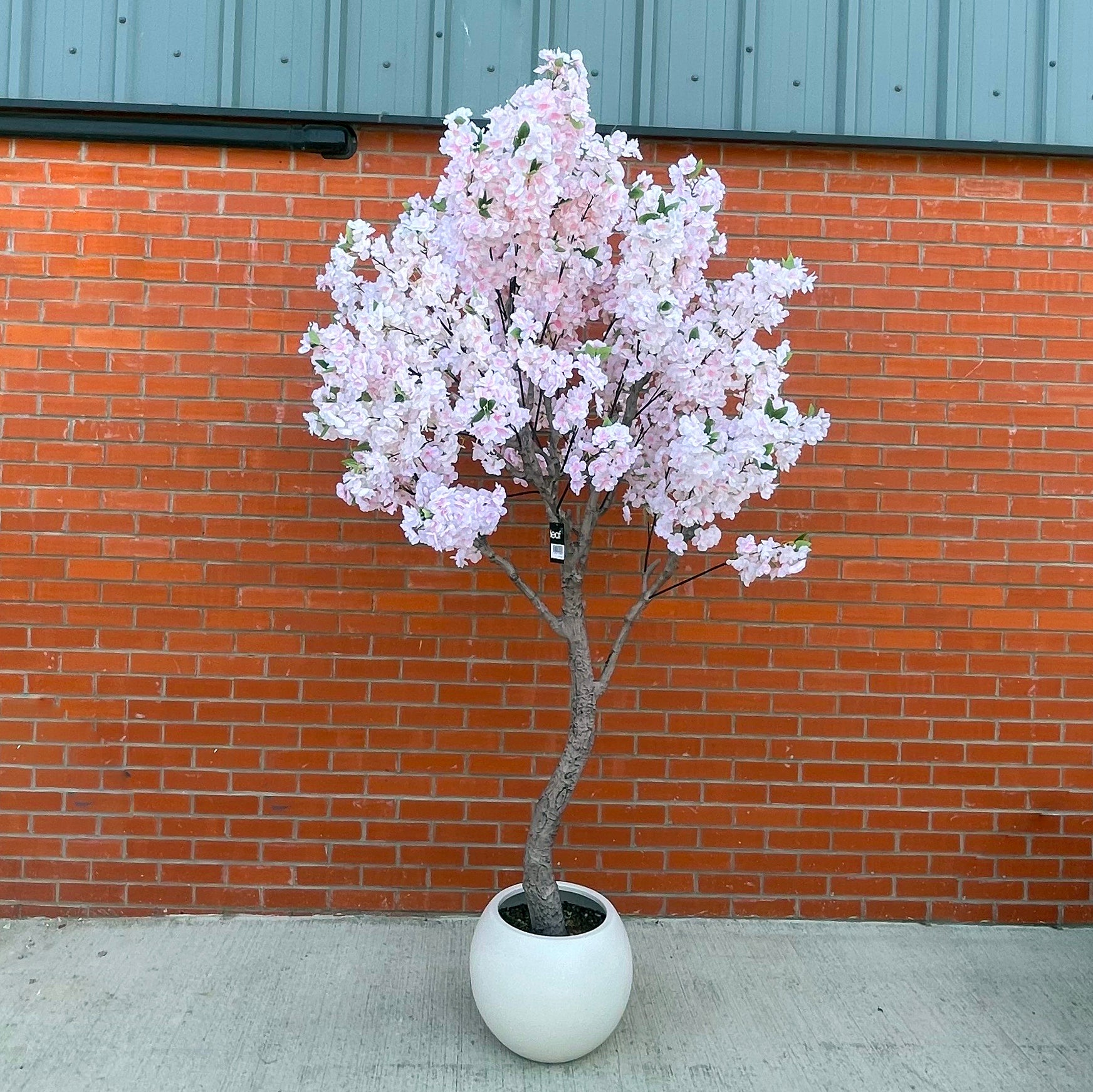 XXL Cherry Blossom Tree 2.6m (260cm) With Decorative Planter