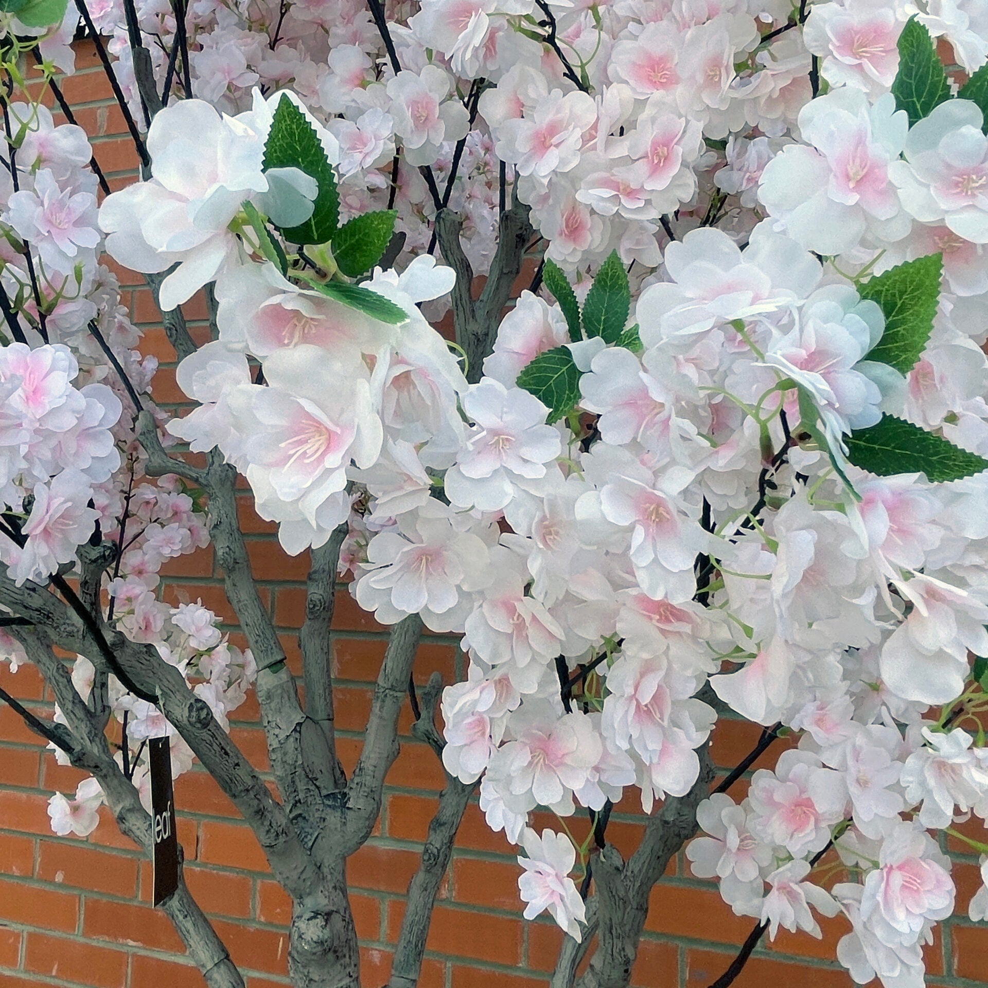 XXL Cherry Blossom Tree 2.6m (260cm) With Decorative Planter