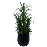 100cm Artificial Yukka Display in Pot Artificial