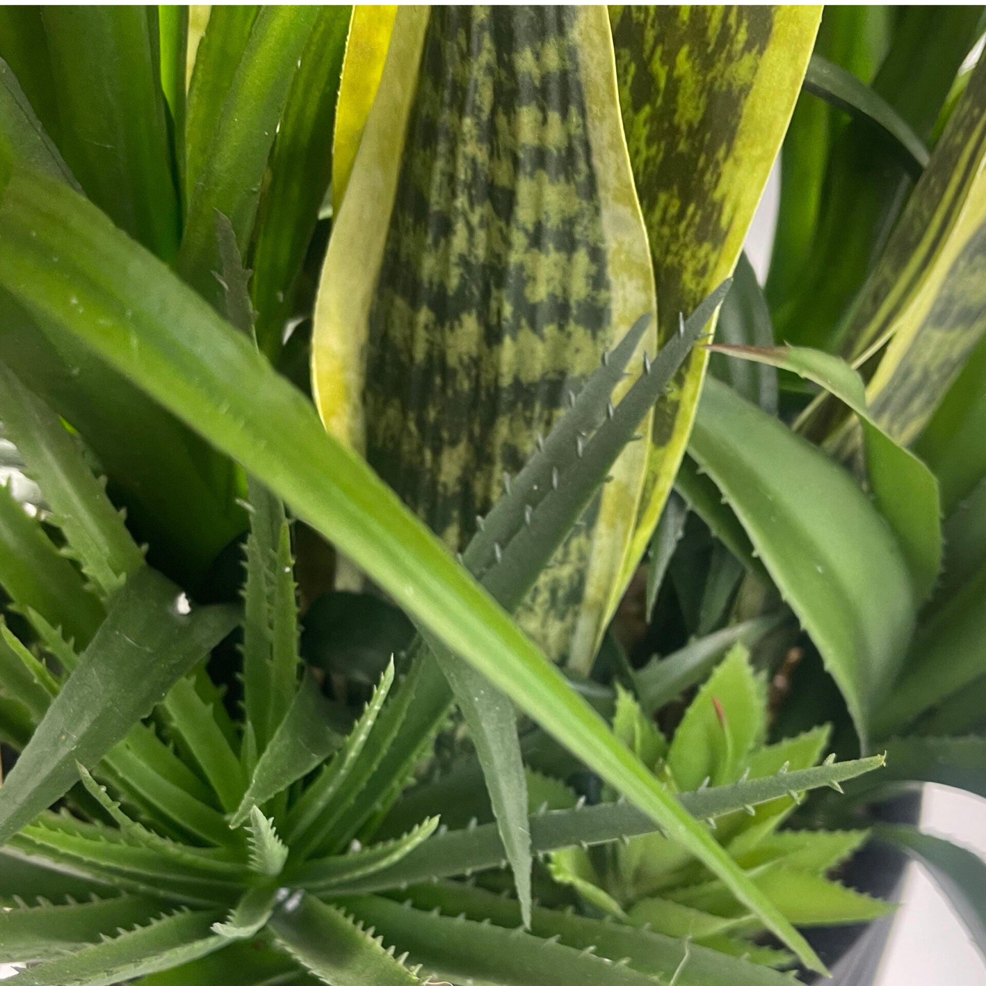 100cm Artificial Yukka Display in Pot Artificial