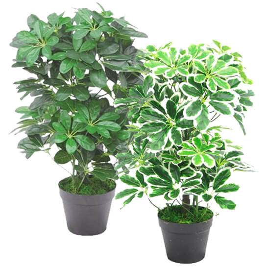 55cm Green Artificial Schefflera Arboricola Plant