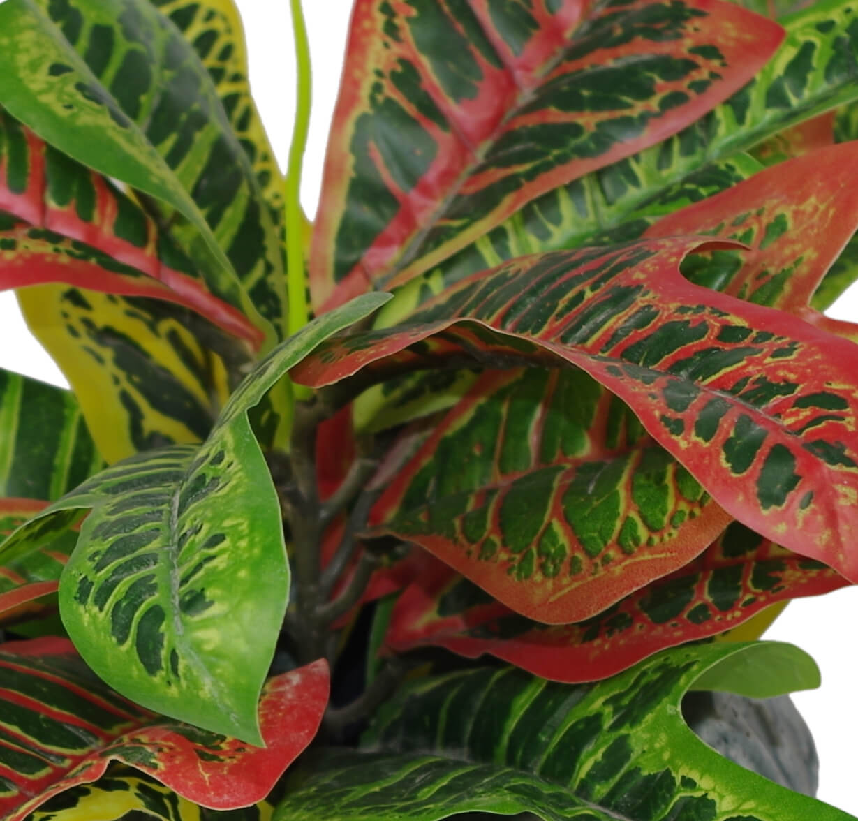 40cm Artificial Codiaeum Multicoloured House Plant