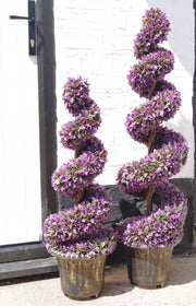 Purple Large Leaf Spiral with Decorative Planter