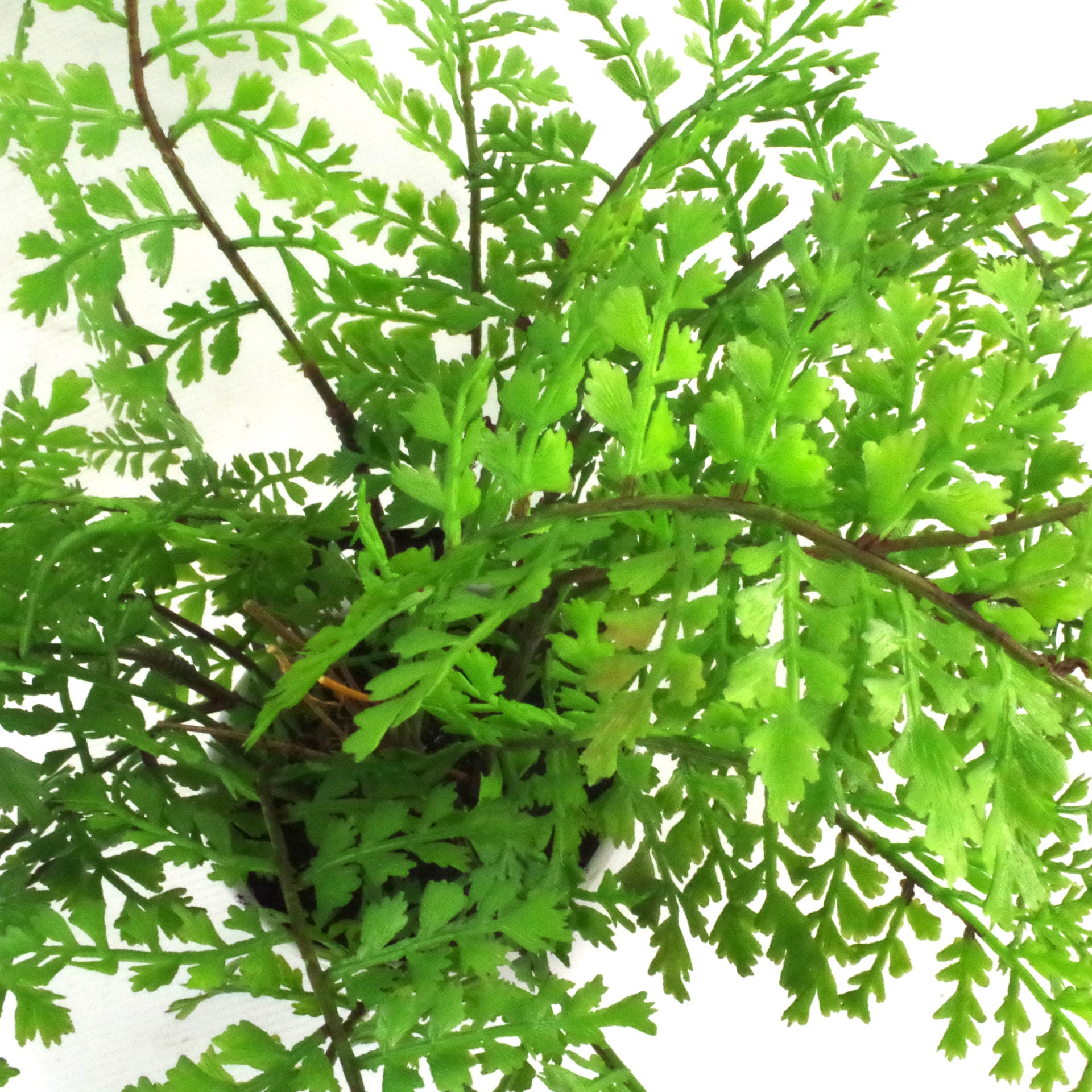 30cm Artificial Potted Royal Fern
