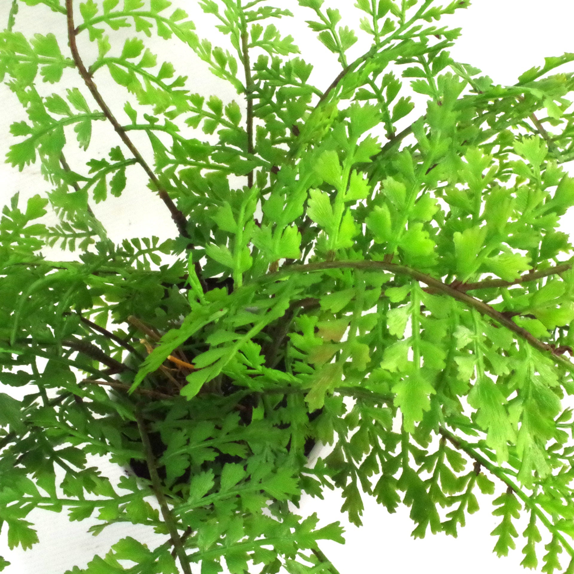 30cm Artificial Potted Southern Wood Fern