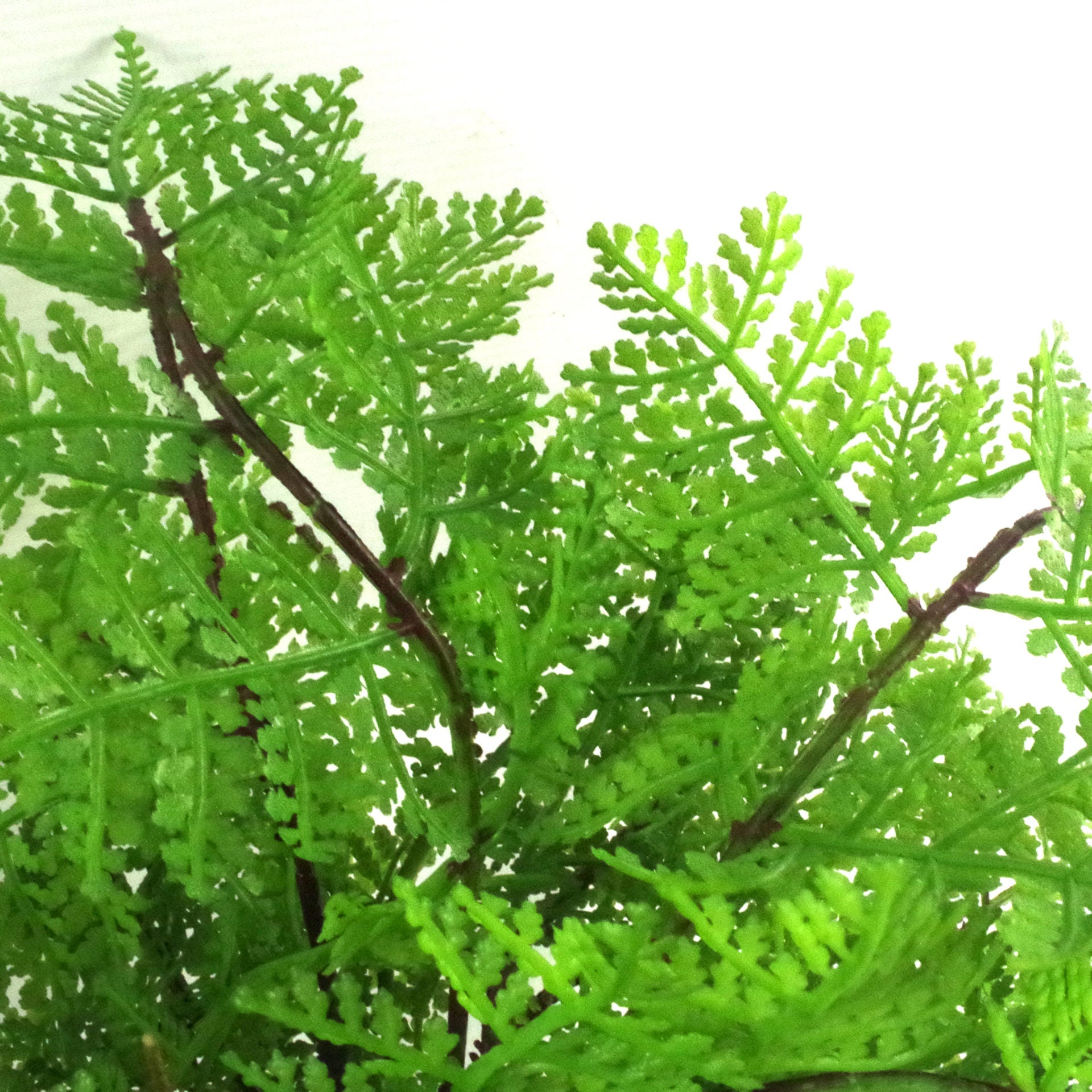 30cm Artificial Potted Southern Wood Fern