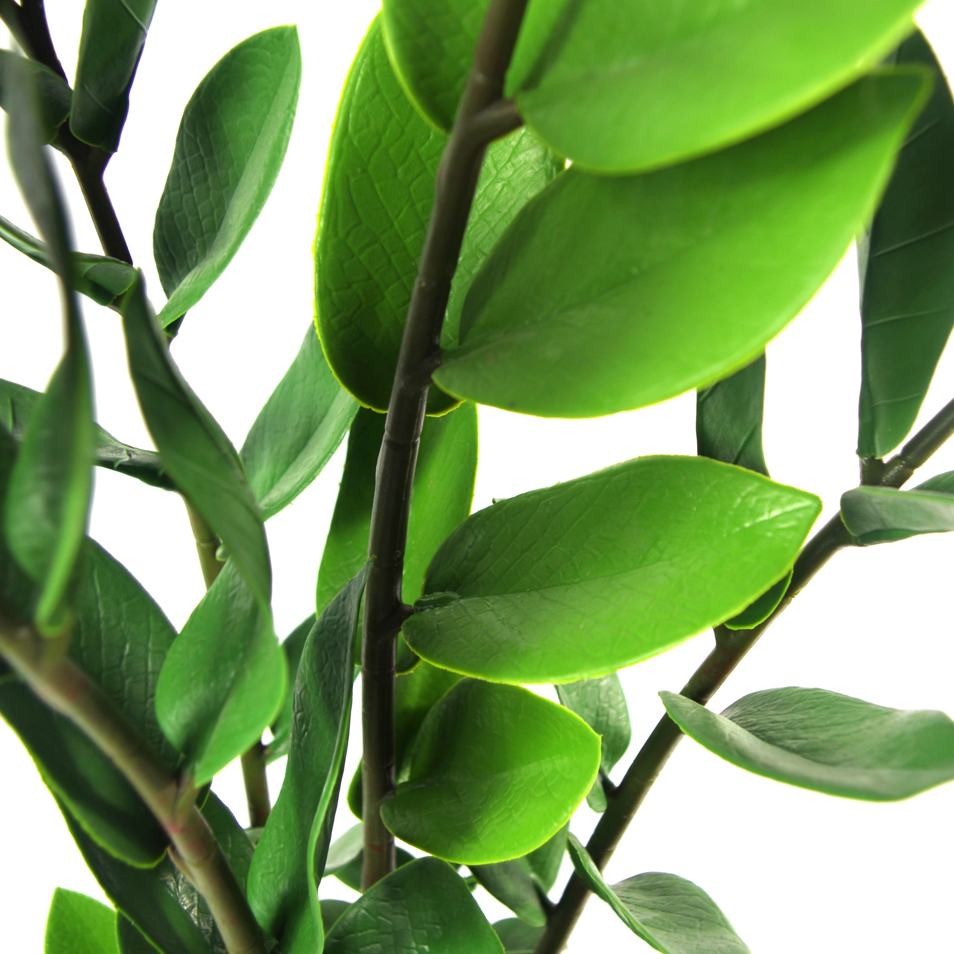 75cm Artificial Zanzibar Green Gem Zamioculcas Succulent Indoor Plant