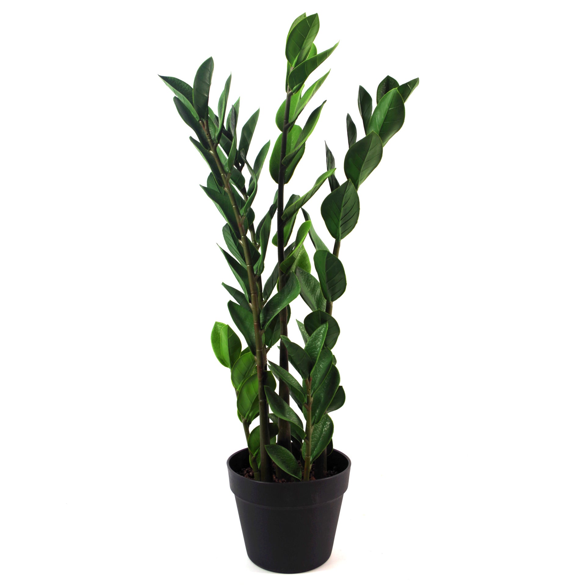 75cm Artificial Zanzibar Green Gem Zamioculcas Succulent Indoor Plant