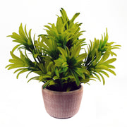 22cm Honey Plant Light Green in Terracotta Pot