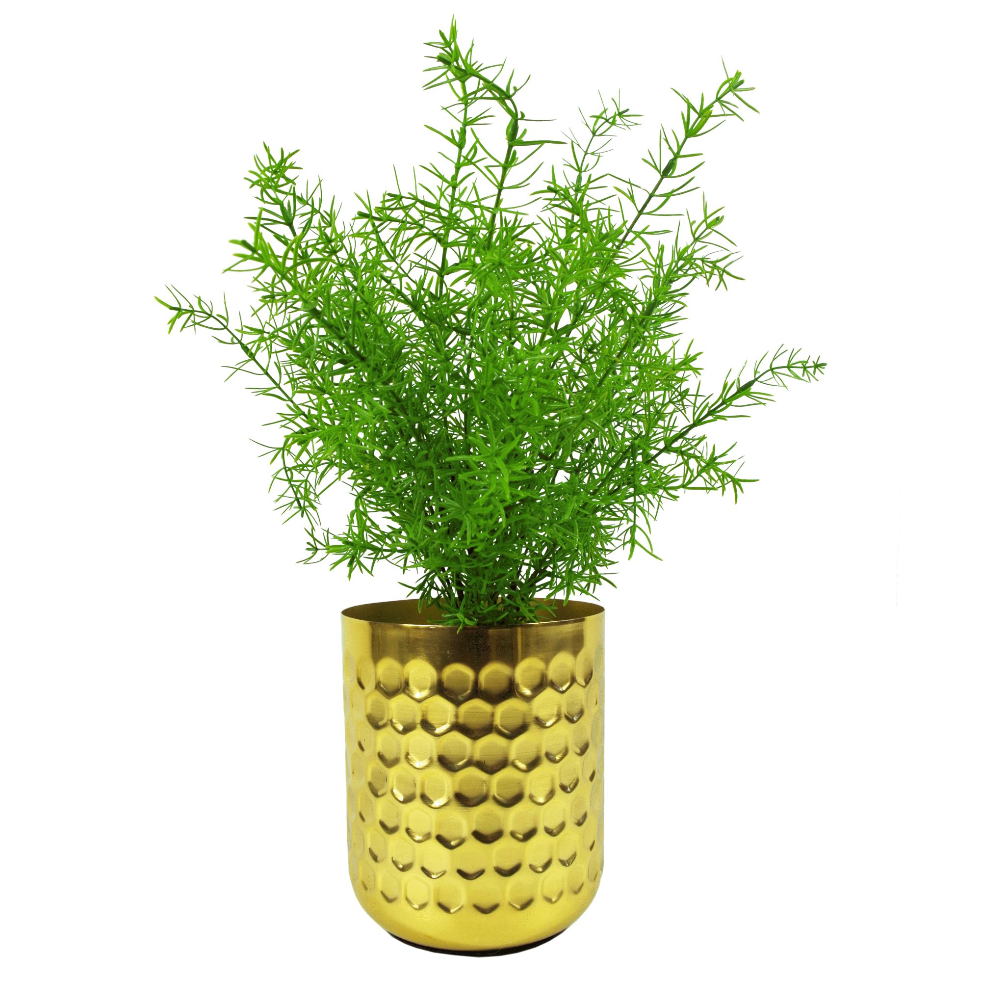 45cm Artificial Asparagus Fern Plant
