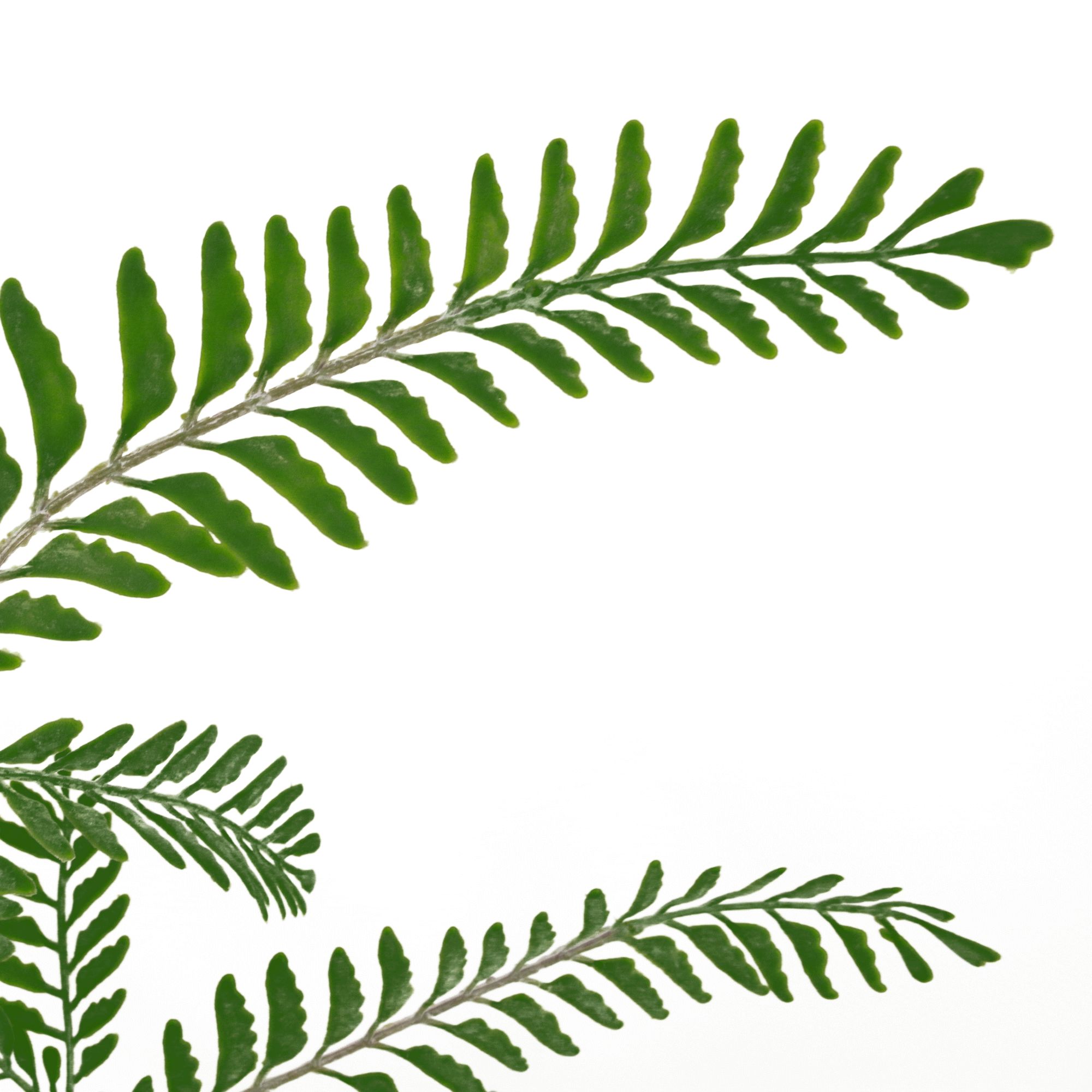 55cm Himilayan Maidenhair Fern Bush Artificial Green Plant