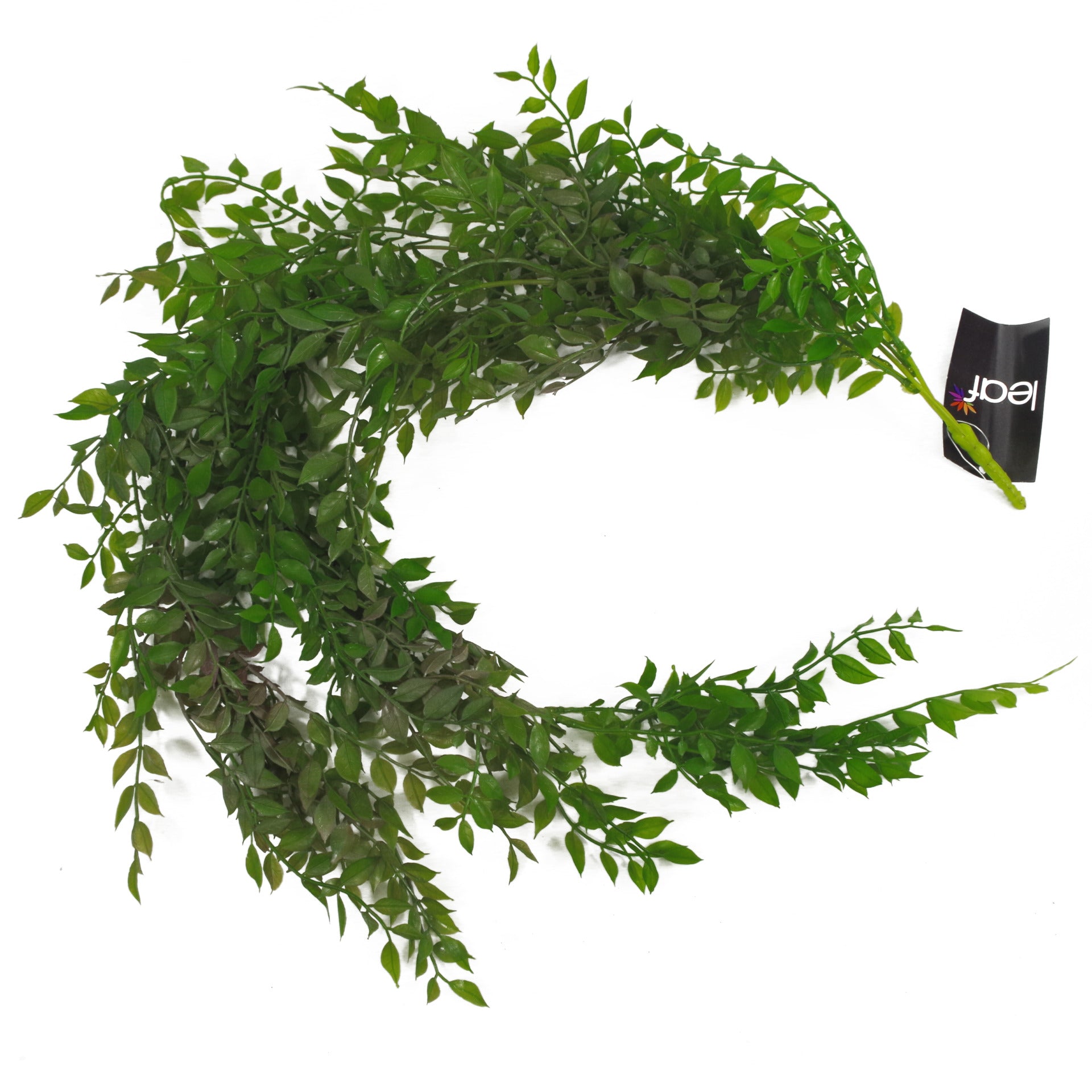 100cm Hanging String of Pearls Fern Plant Dark Green