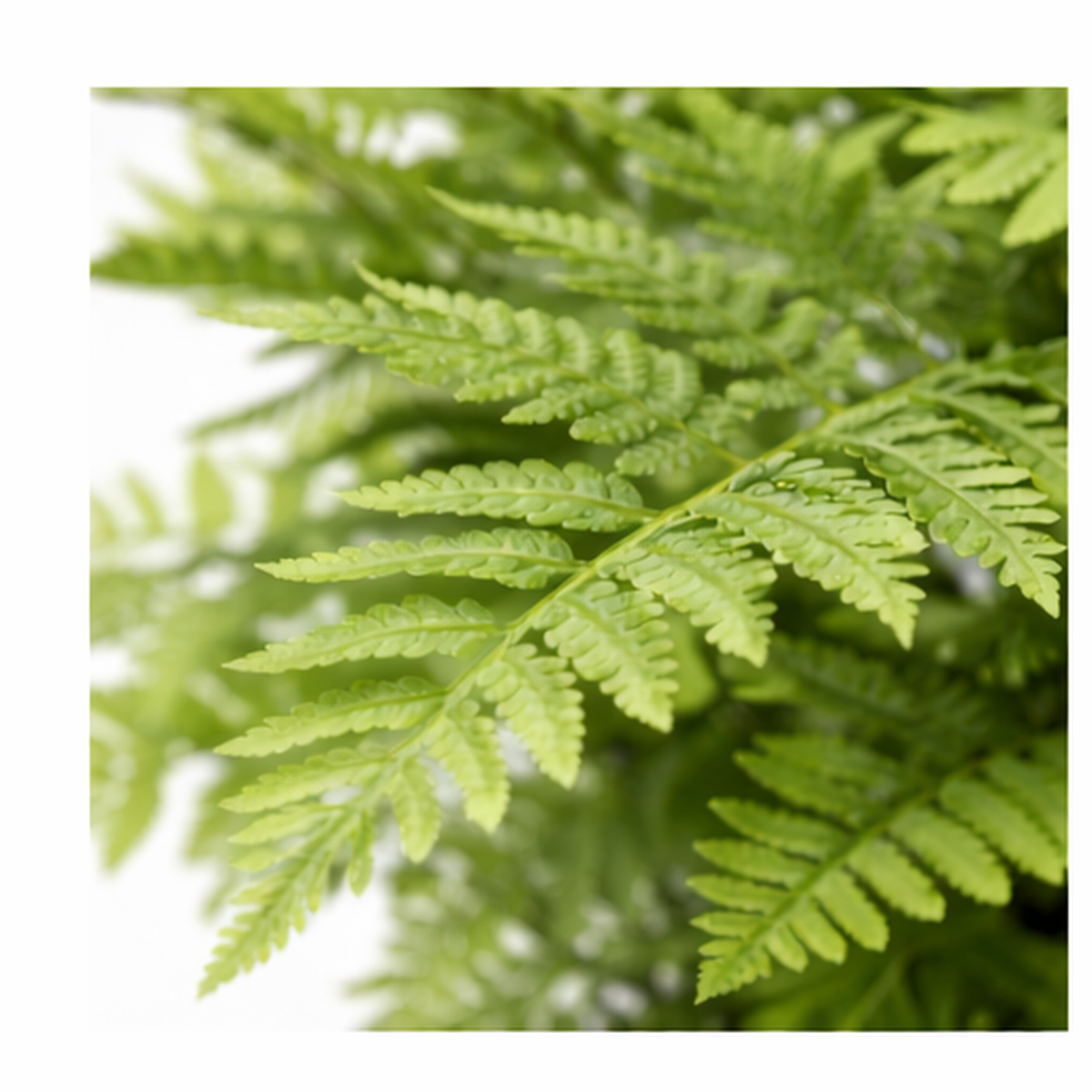 75cm Artificial Fern Plant