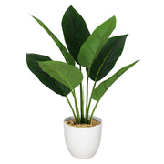 45cm Artificial Aureum Plant