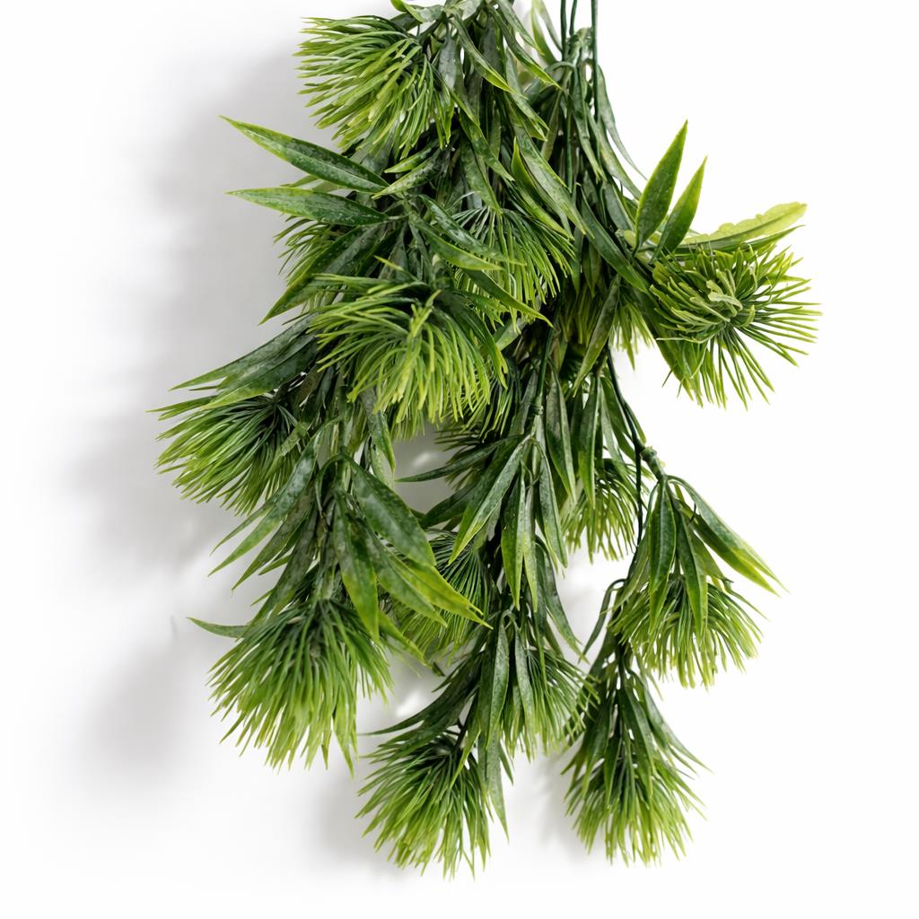 Green thistle trailing hanging plant