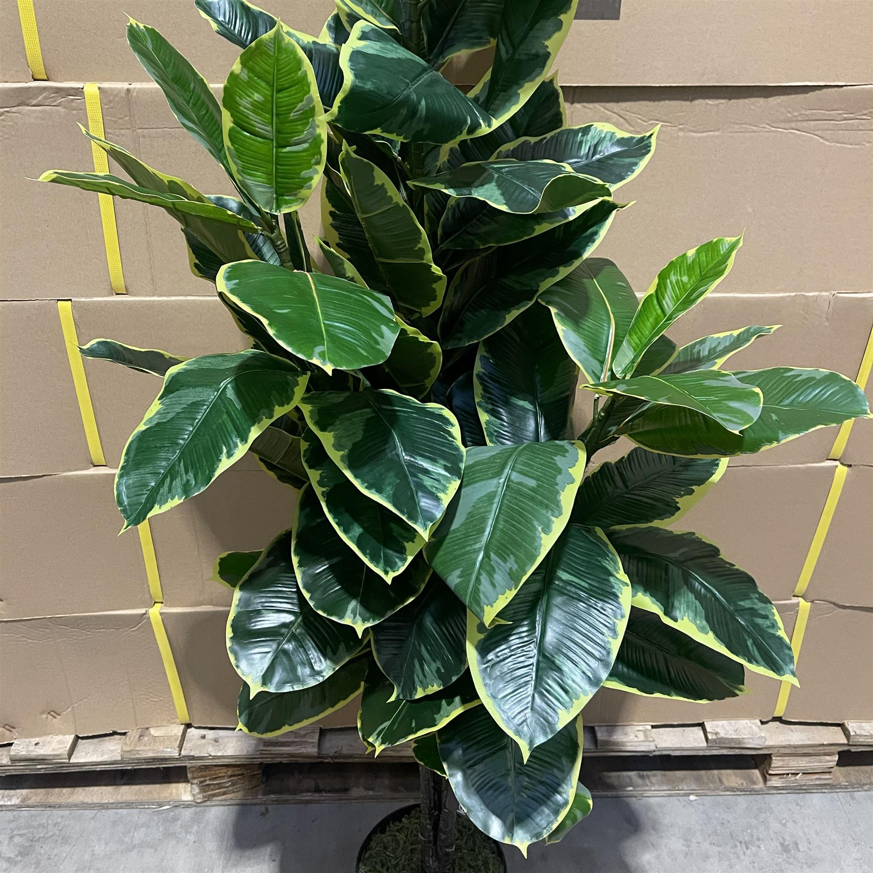 120cm Artificial Rubber Tree – image 3