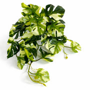 Plante artificielle Monstera panachée retombante de 25 cm