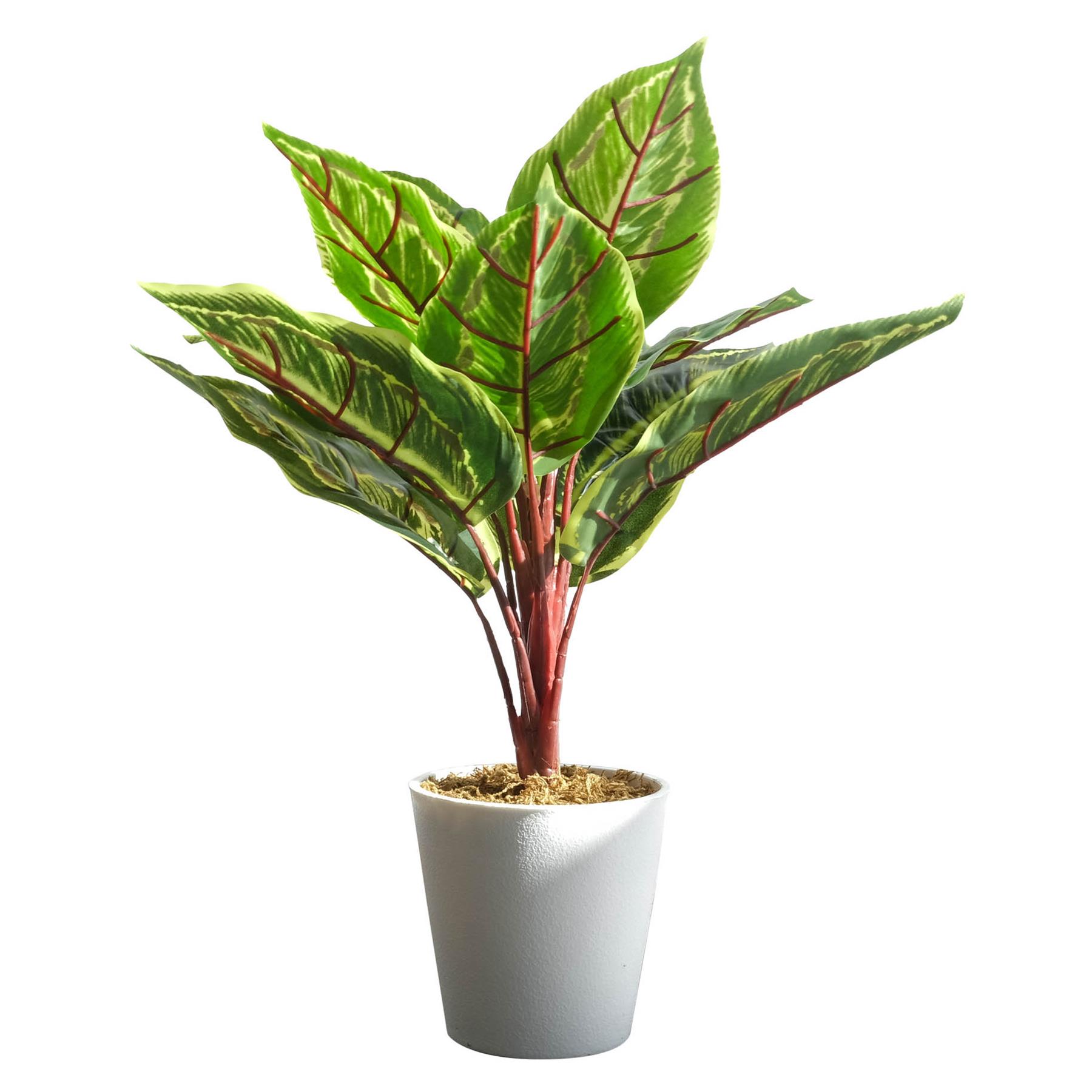 38cm Potted Artificial Calathea Veitchiane Plant